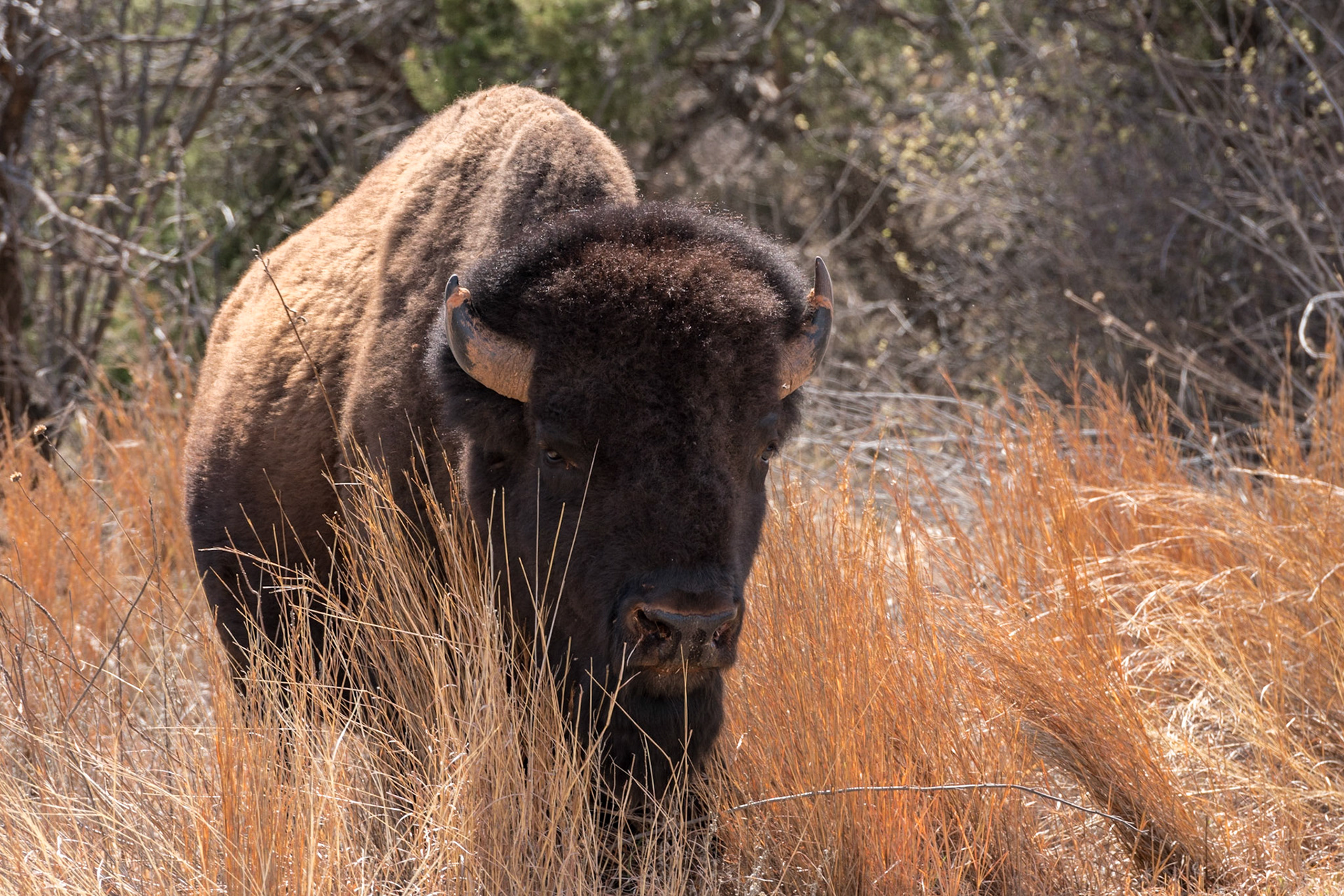 Caprock Canyons State Park is home to the Texas State Bison Herd, which is the only remaining herd of Southern Plains Bison (sub-species Bison bison bison) in the United States. The herd descends from that first collected by famed rancher Charles Goodnight. This particular young bull was wandering in the brush along a park road when I snapped him from the window of my car.Date: 16 March 2017Location: Caprock Canyons State Park, Texas, United StatesOriginal resolution: 20 MPProcessing: Processed from RAW using Adobe Photoshop Lightroom 6