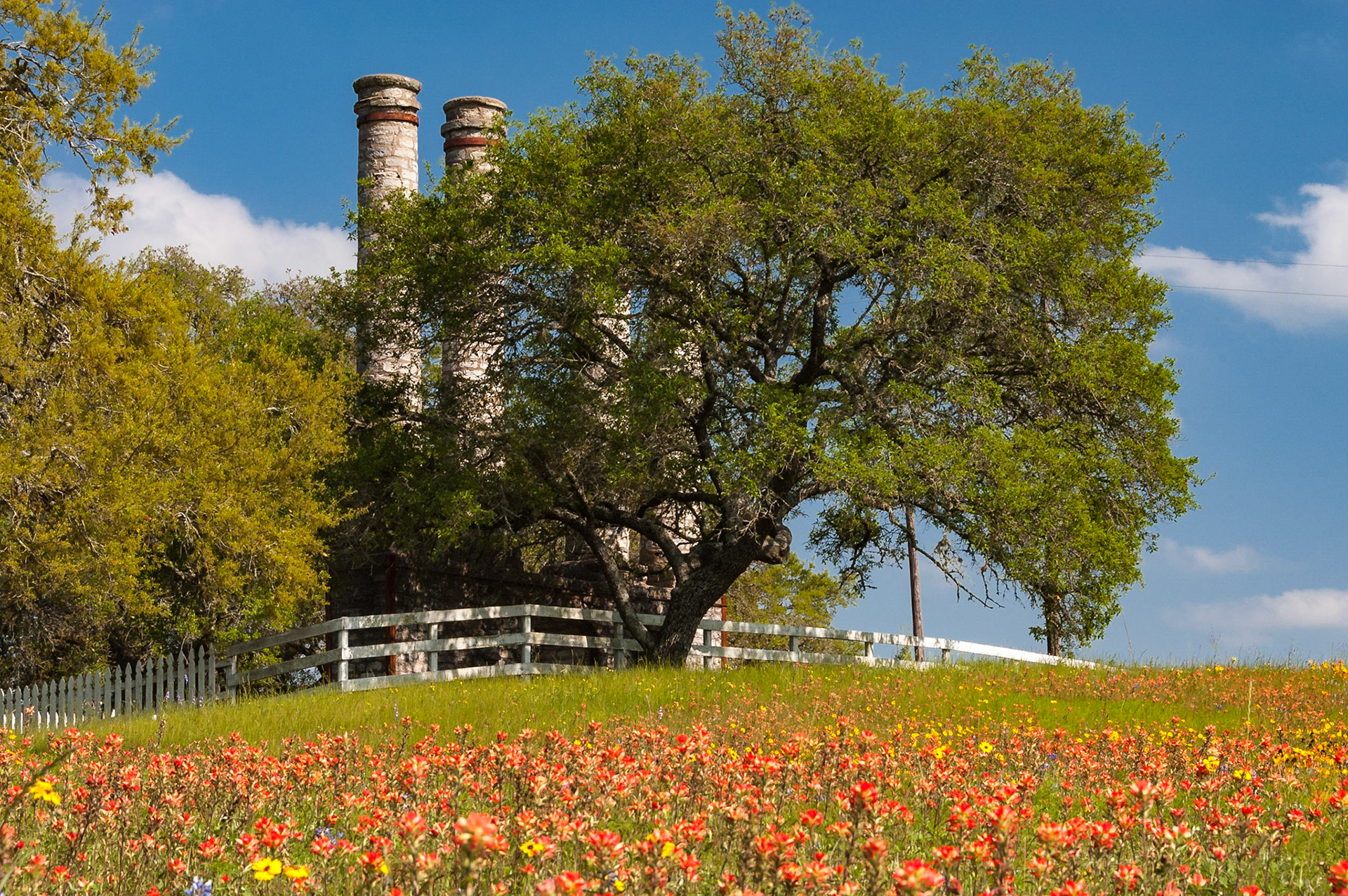 A large live oak (Quercus fusiformis) stands between the ruins at Old Baylor Park and a field of Texas paintbrush (Castilleja indivisa).Date: 7 April 2008Location: Independence, Texas, United StatesOriginal resolution: 6 MPProcessing: Processed from RAW using Adobe Photoshop Lightroom Classic CC 7