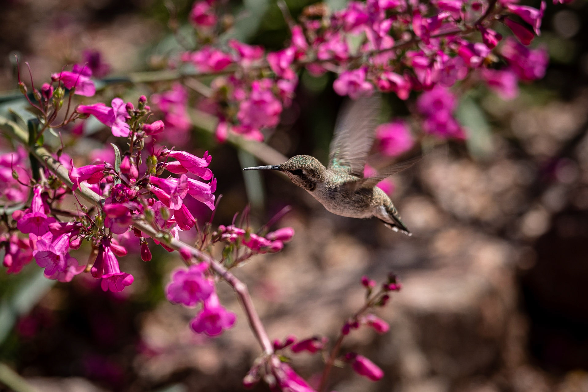 I was using a macro lens to shoot wildflowers at Desert Botanical Garden when my wife saw the hummingbird behind me. I turned around and got a few shots of it feeding on bellflower beardtongue before it flew away.The lens is an out-of-production Nikon 70-180 macro zoom that requires a screw-drive from the body to focus and is therefore not partcularly fast. I was surprised that I managed to nail focus on the hummingbird, but sometimes you get lucky.Date: 19 March 2020Location: Phoenix, Arizona, United StatesOriginal resolution: 45 MPProcessing: Processed from RAW using Adobe Photoshop Lightroom Classic 9
