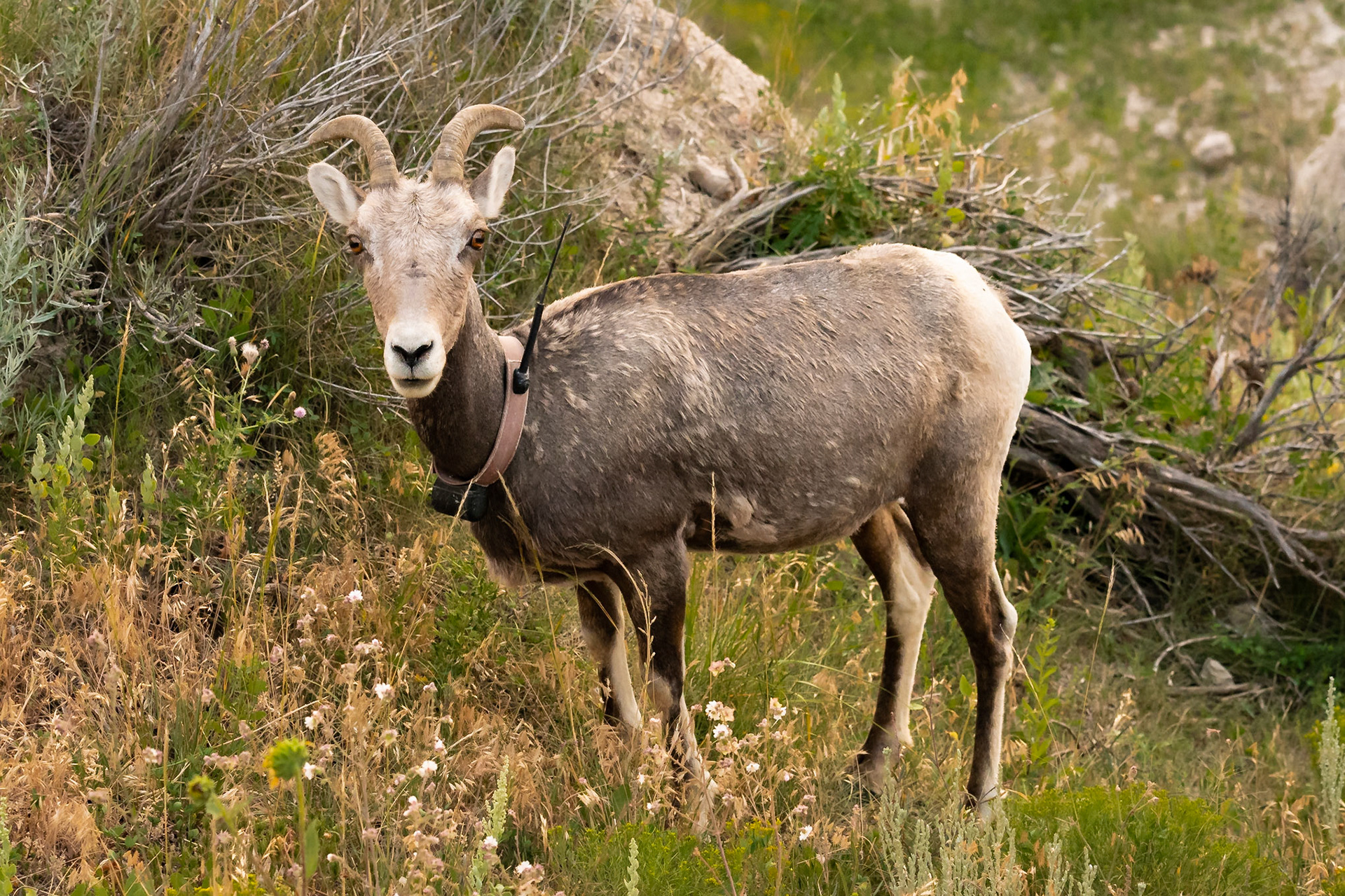 Date: 6 August 2018Location: Badlands National Park, South Dakota, United StatesOriginal resolution: 20 MPProcessing: Processed from RAW using Adobe Photoshop Lightroom Classic CC 7