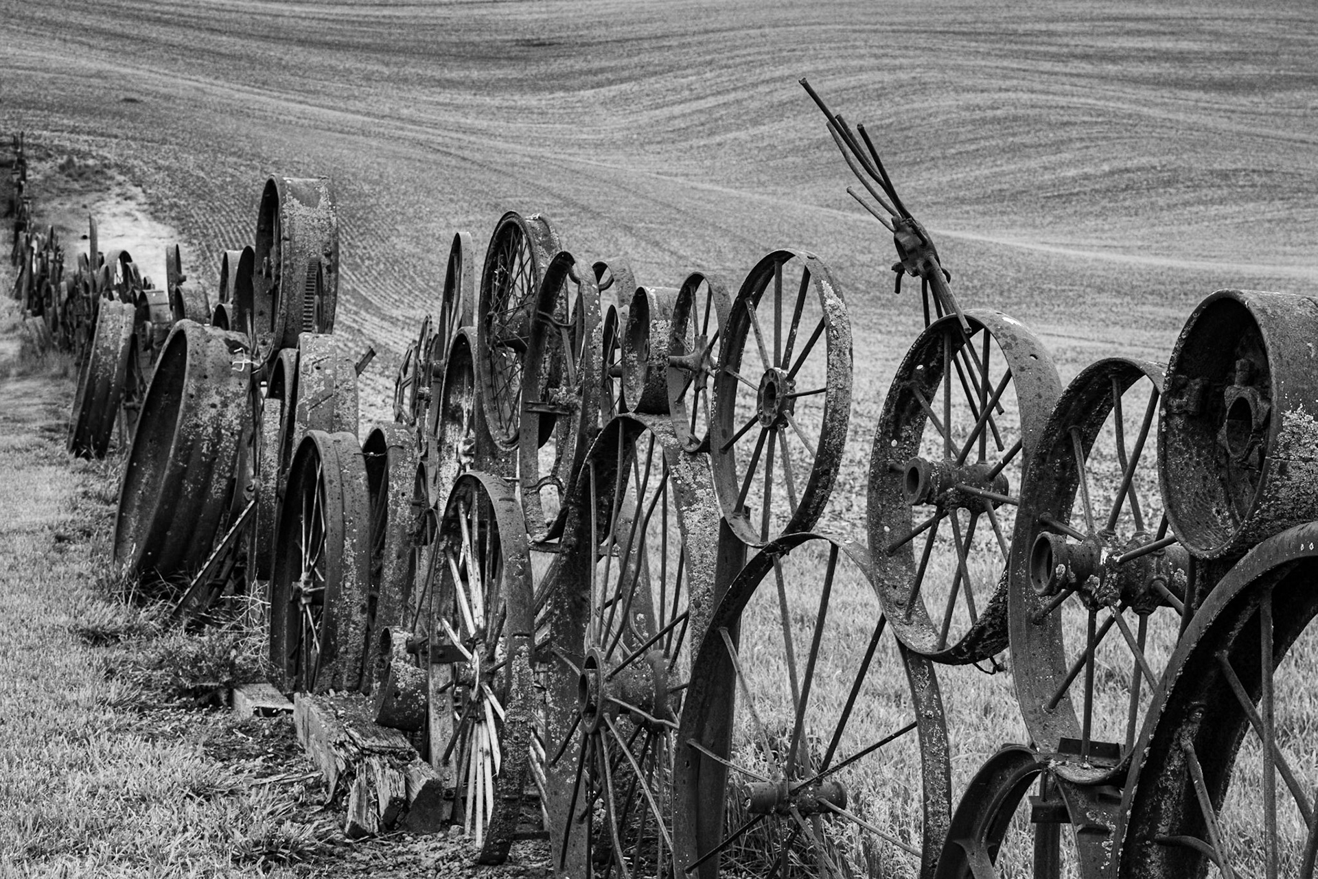 This fence welded from various wheels lines the property of the Artisans at the Dahmen Barn. Processing the image in black and white brings out the texture of the scale on the bare metal. I had to play with the composition until I found this angle that takes the eye from right to left.Date: 24 May 2019Location: Uniontown, Washington, United StatesOriginal resolution: 36 MPProcessing: Processed from RAW using Adobe Photoshop Lightroom Classic 8