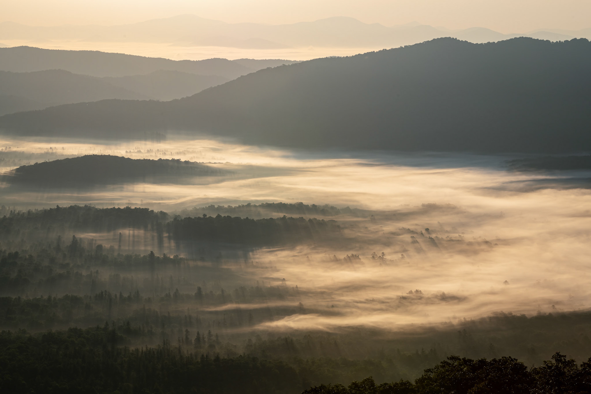 I got up at 5:00 a.m. to drive up to the Pounding Mill Overlook on the Blue Ridge Parkway to photograph the sunrise. Fog filled the valley in this part of Pisgah National Forest, which includes the Cradle of Forestry in America.I love the shadows cast by the trees on top of the fog and the diffuse light about thirty minutes after sunrise.Date: 16 July 2021Location: Transylvania County, North Carolina, United StatesOriginal resolution: 45 MPProcessing: Processed from RAW using Adobe Photoshop Lightroom Classic 10