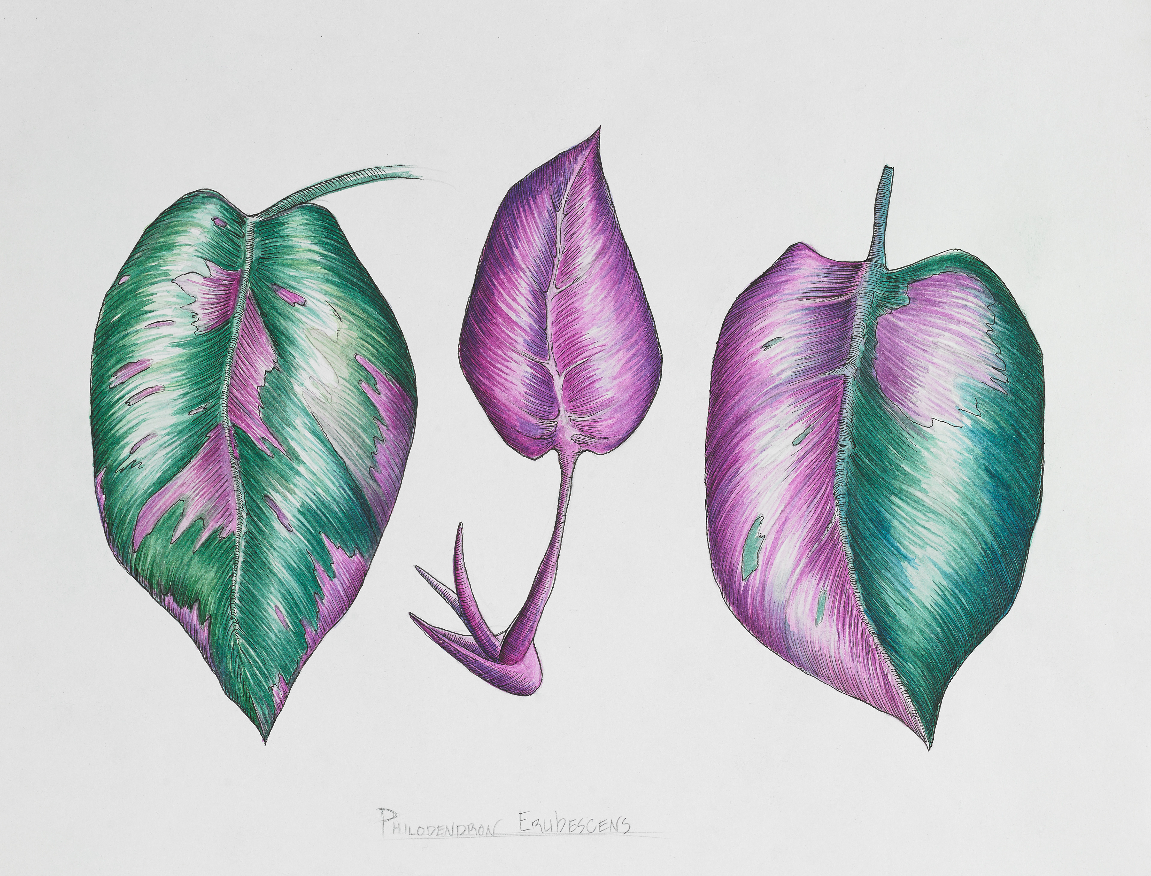 Philodendron Pink Princess Watercolor Study