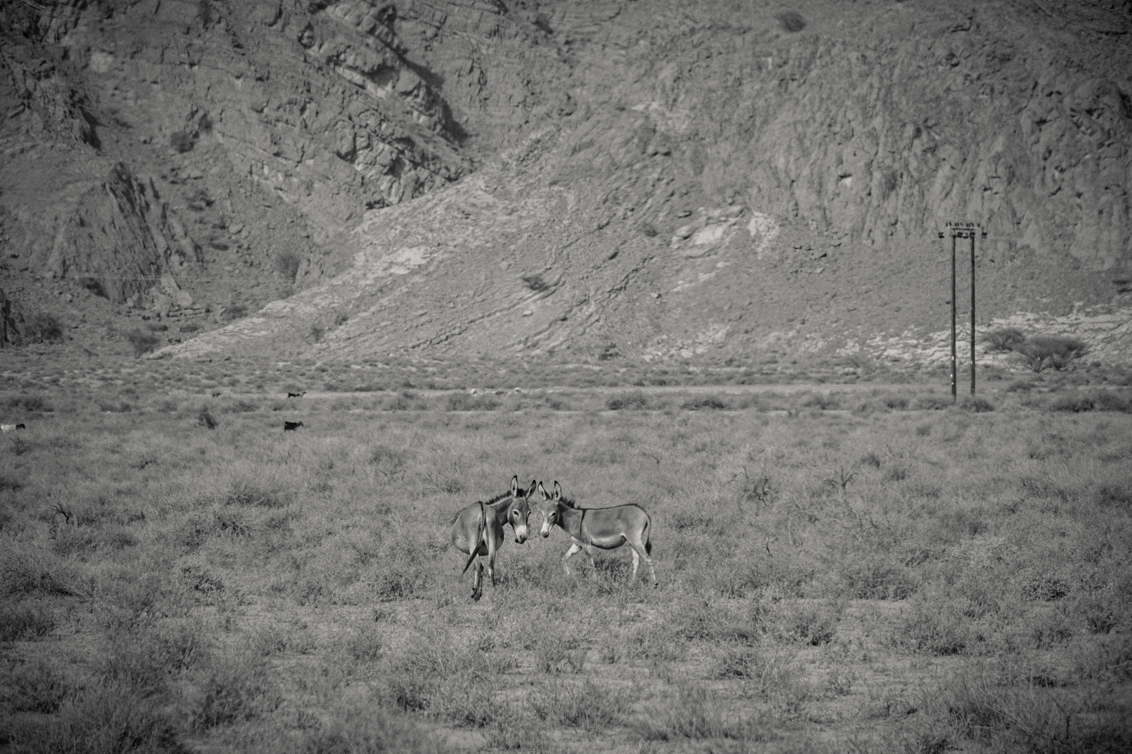 A pair of donkeys, Rawdah valley