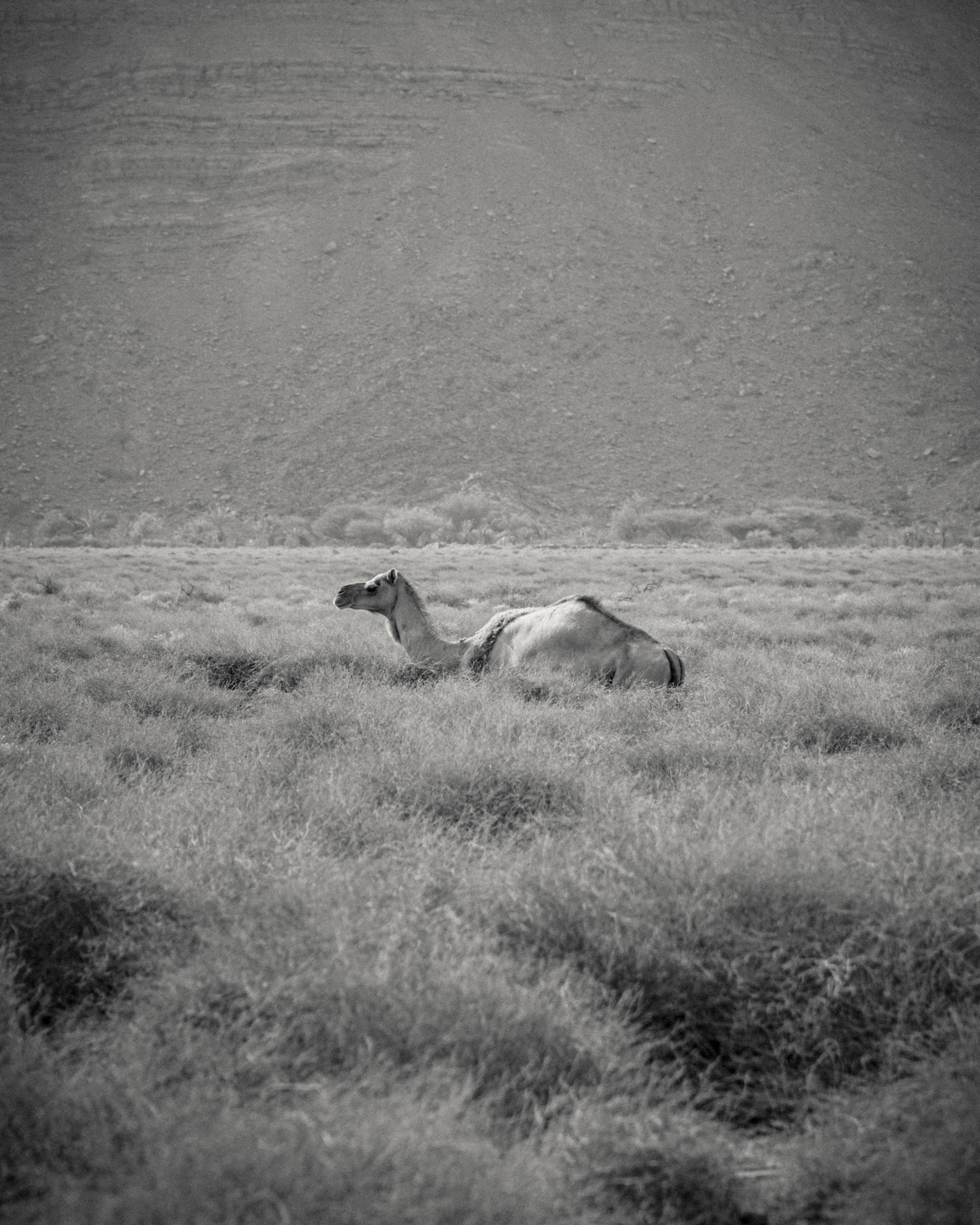 Camel resting in the grass, Rawdah valley