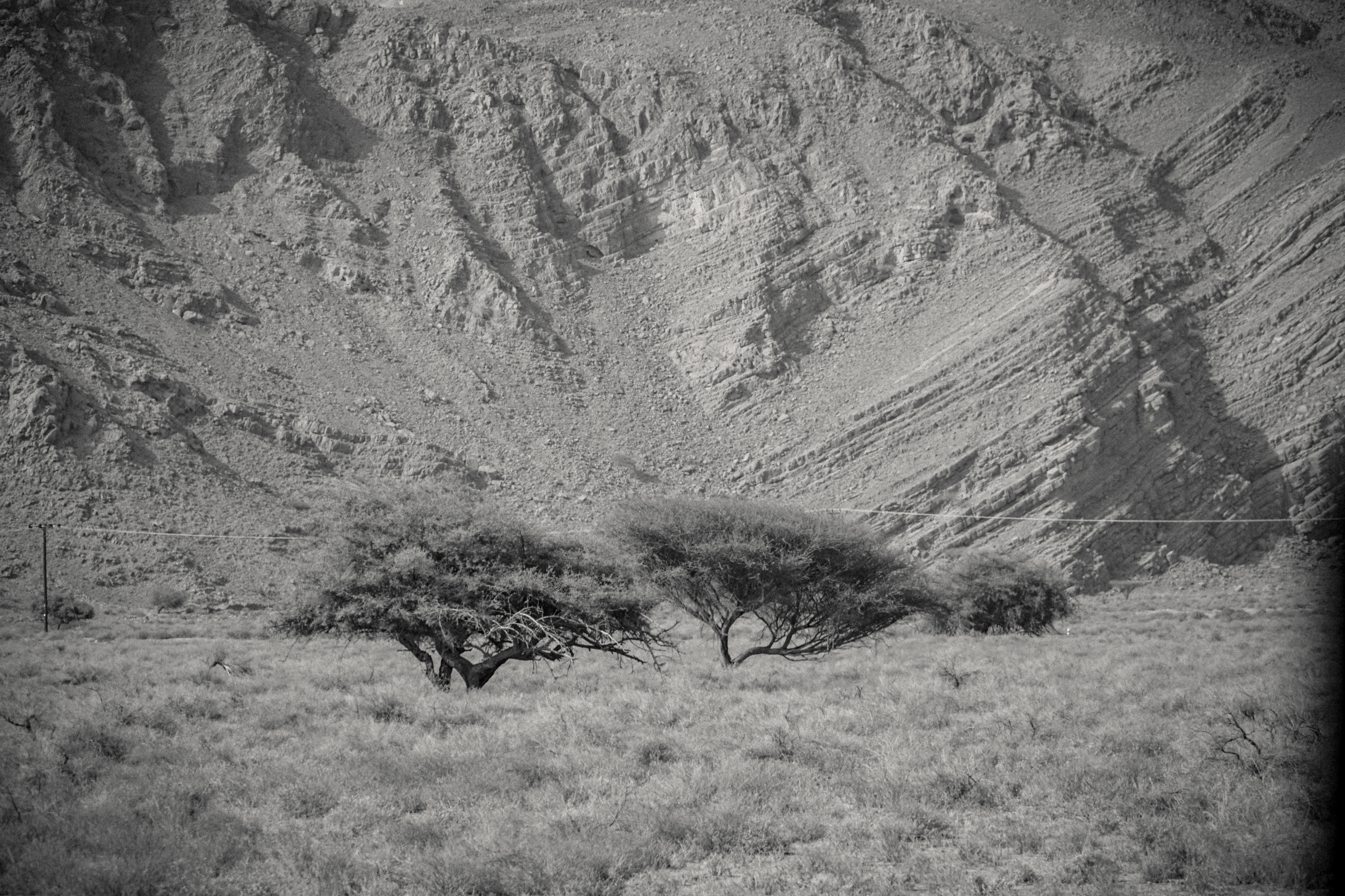 Trees against the mountains, Rawdah valley