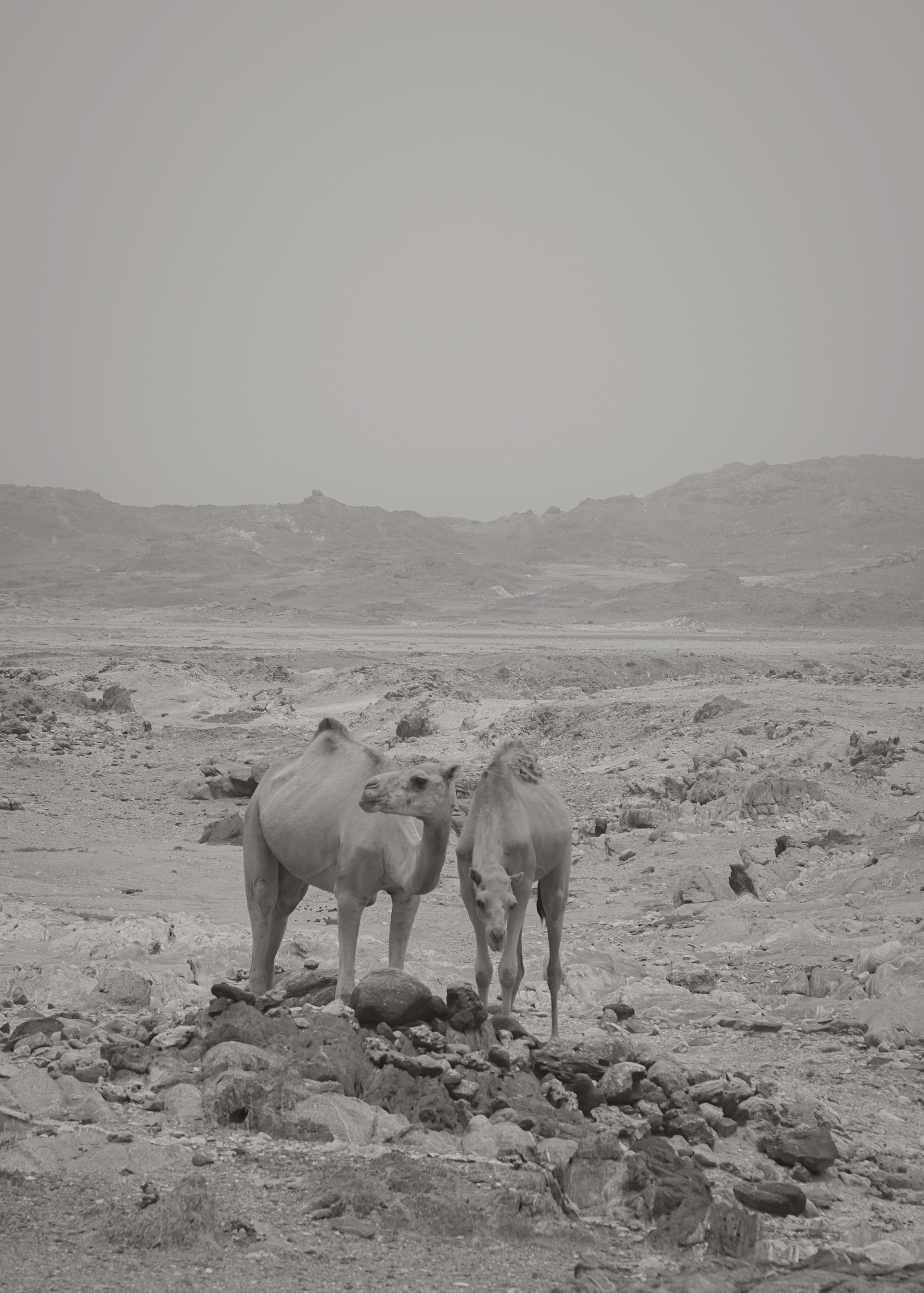 Pair of camels walking across the coast