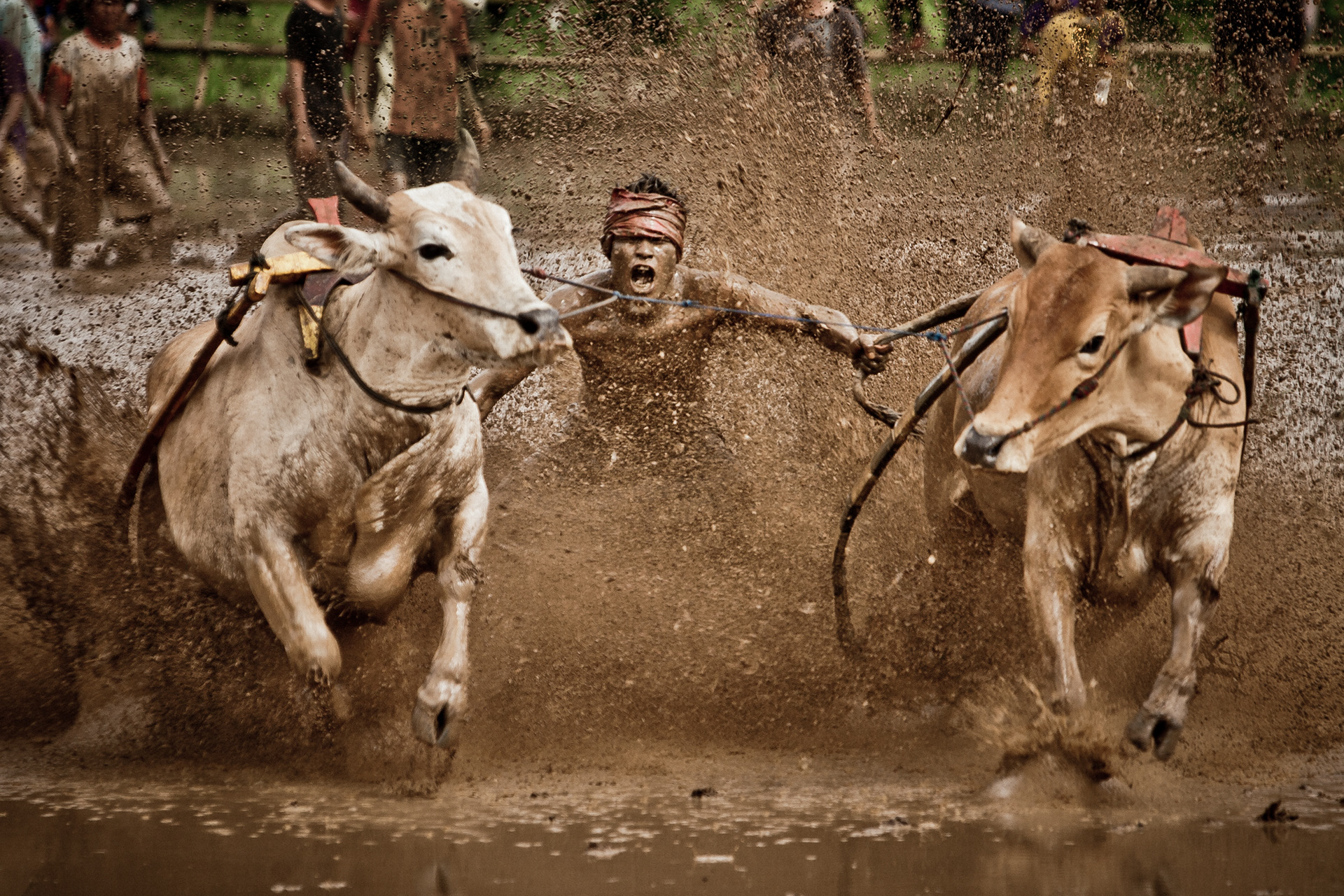 INDONESIA – Pacu Jawi