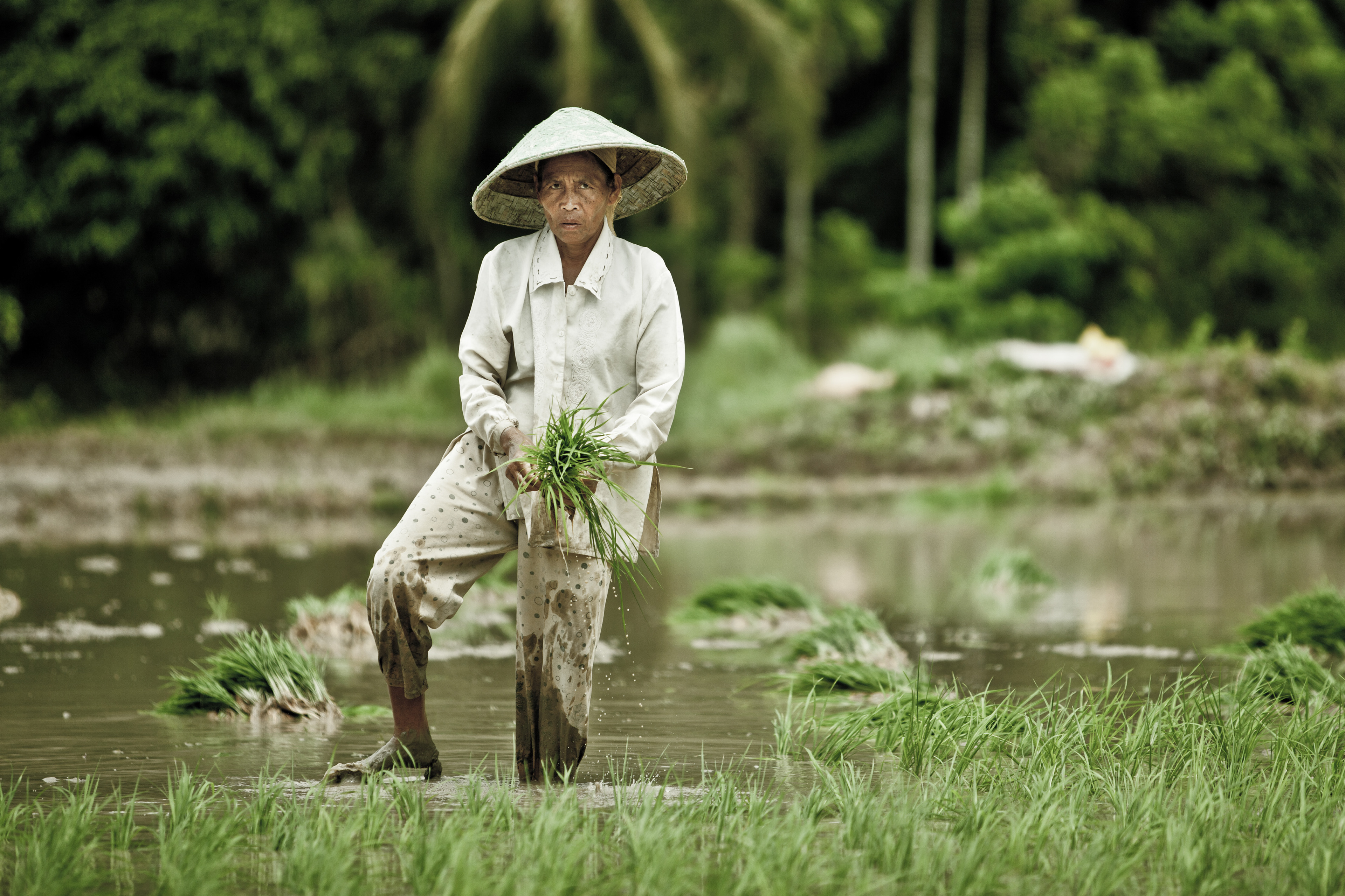 INDONESIA – Nagari Sungai Pinang