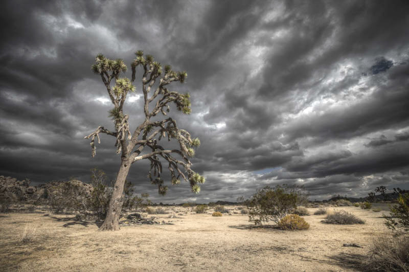 DESERT TREE - 6 backplates & 1 HDRI