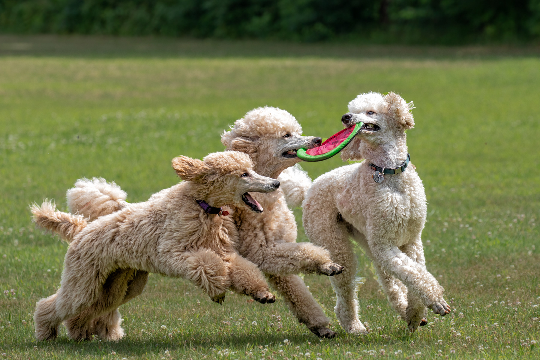 Bitto, Obie, Ben