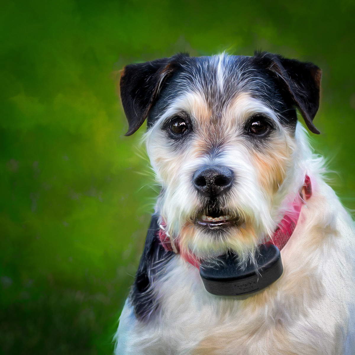 Terrier