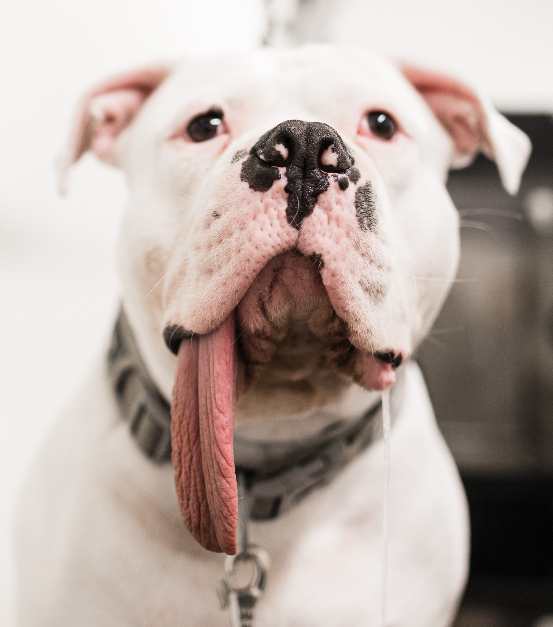 Ronja & Rockys Pet Salon