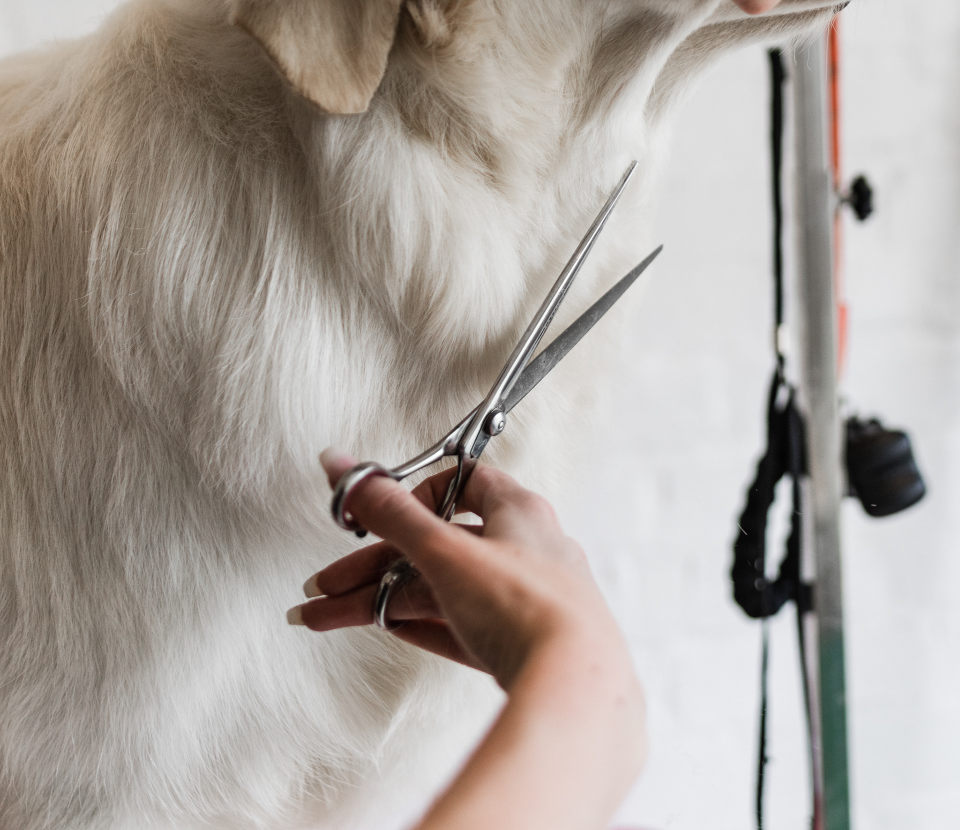 Ronja & Rockys Pet Salon