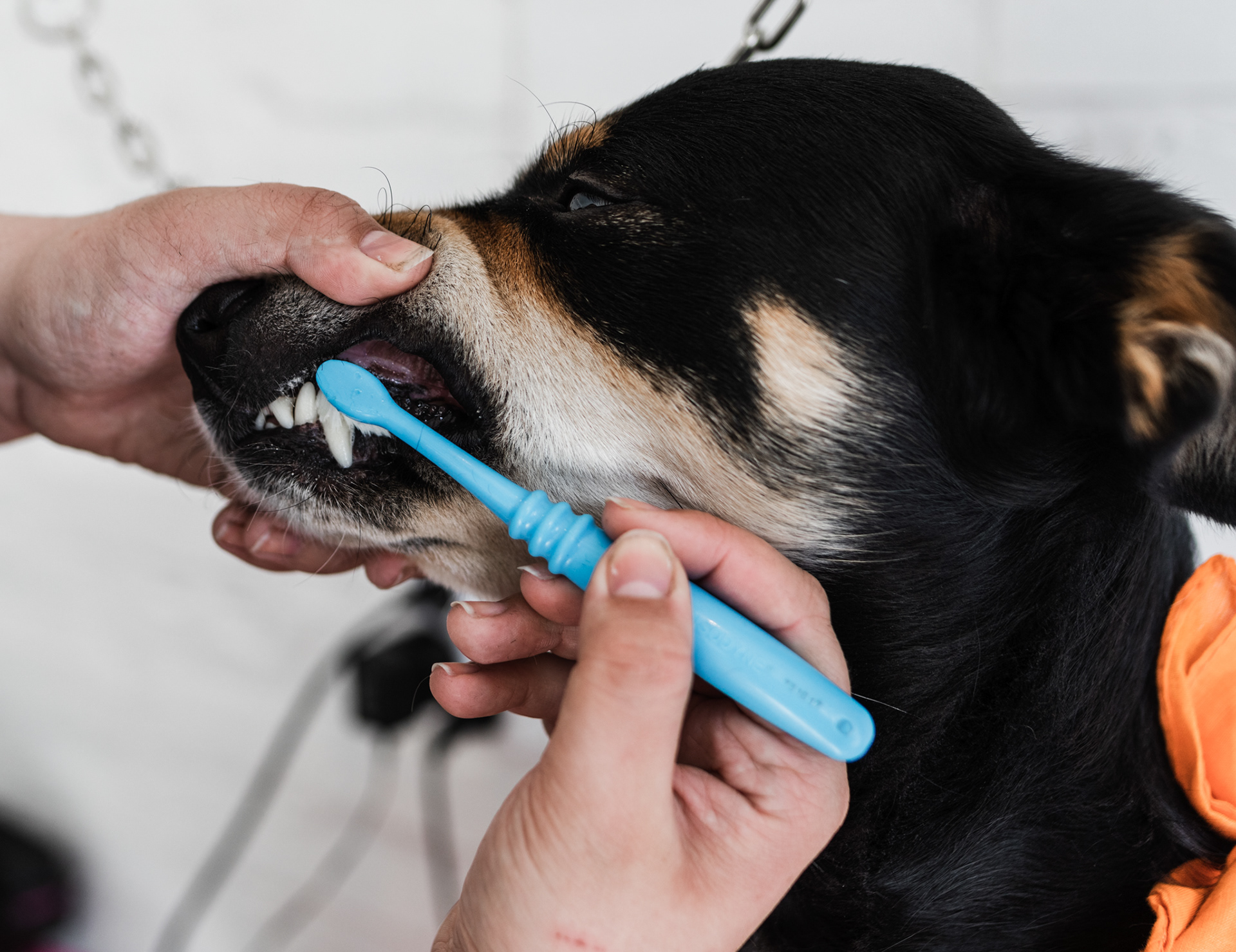 Ronja & Rockys Pet Salon
