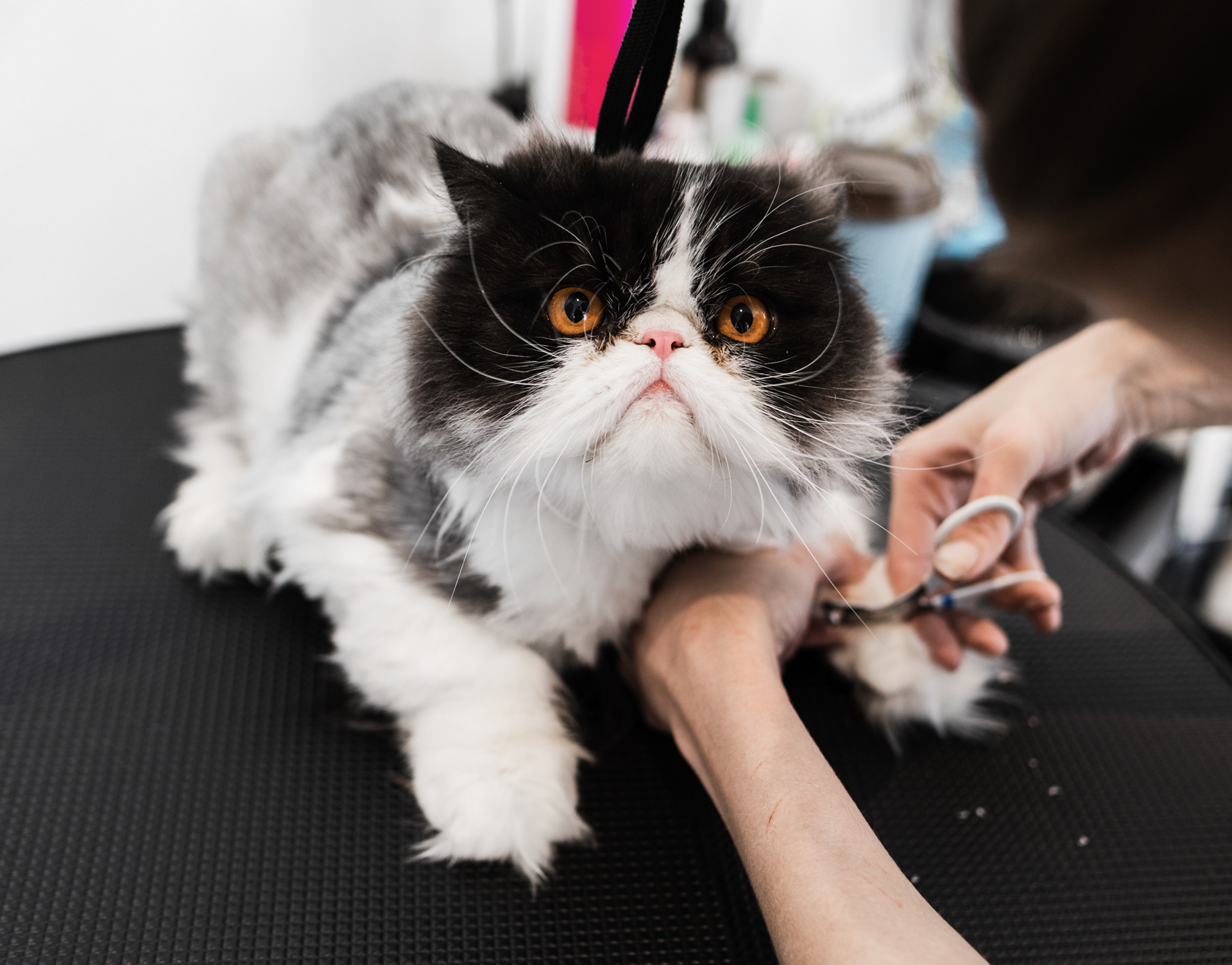 Ronja & Rockys Pet Salon