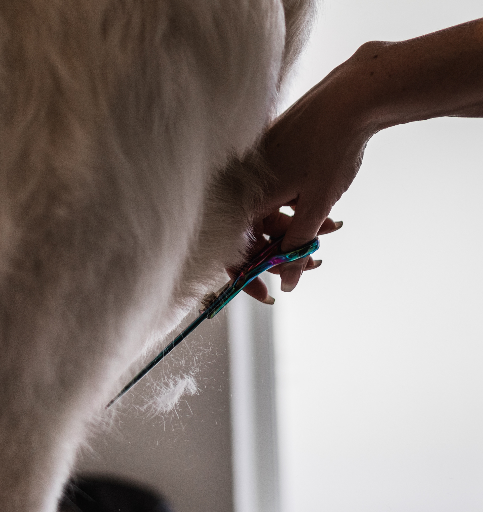 Ronja & Rockys Pet Salon