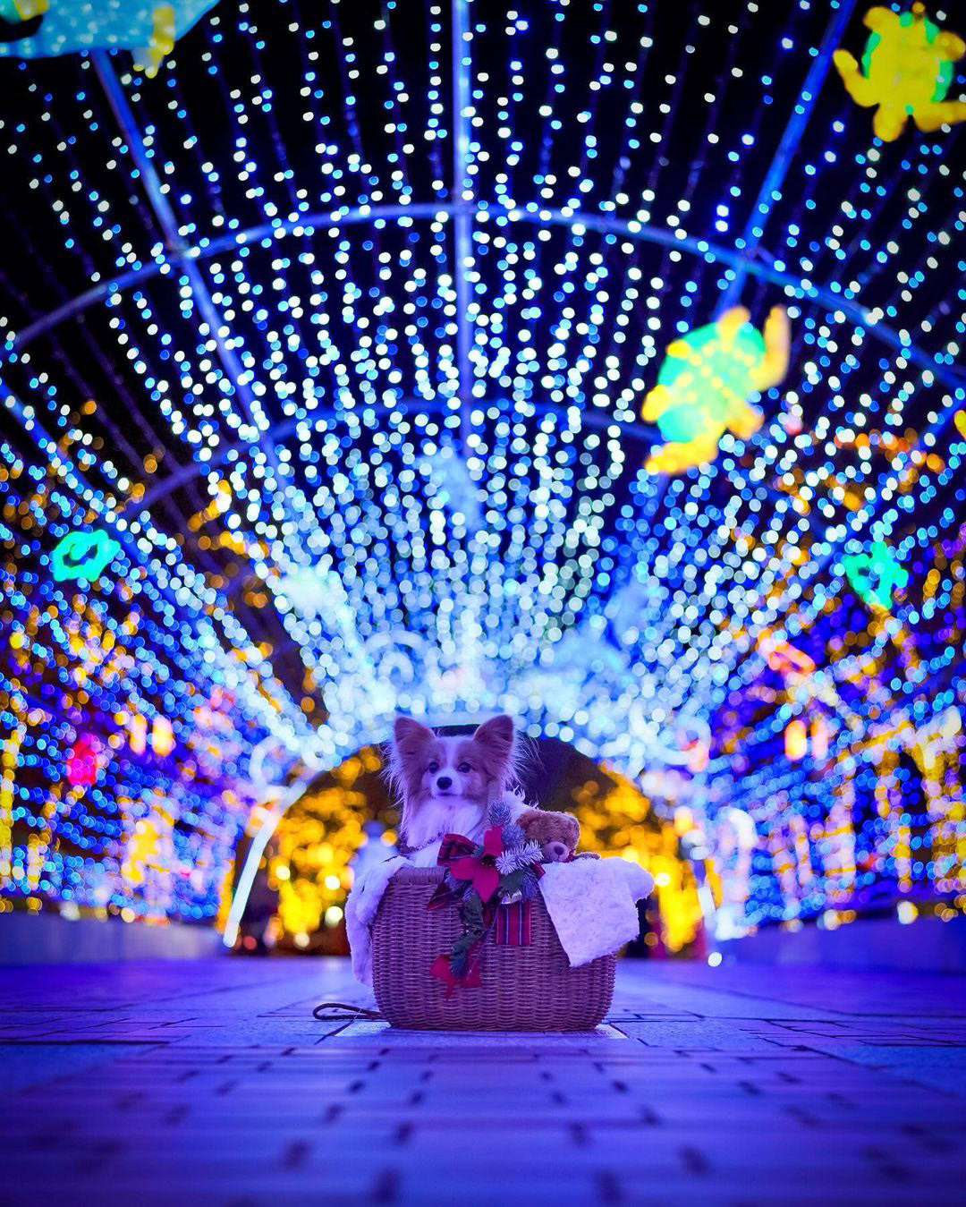 SNS部門「✨光の水族館🐠🐢🐡✨」