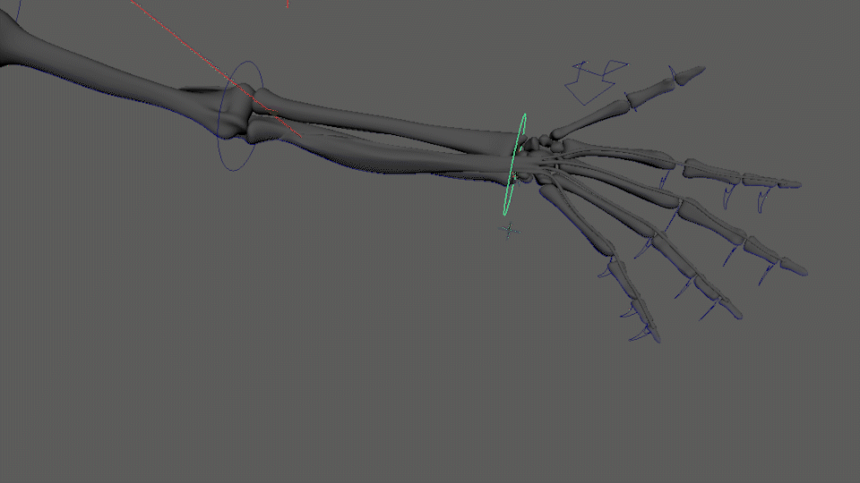 Final bone and muscle models/rig/animation - pinch & grasp