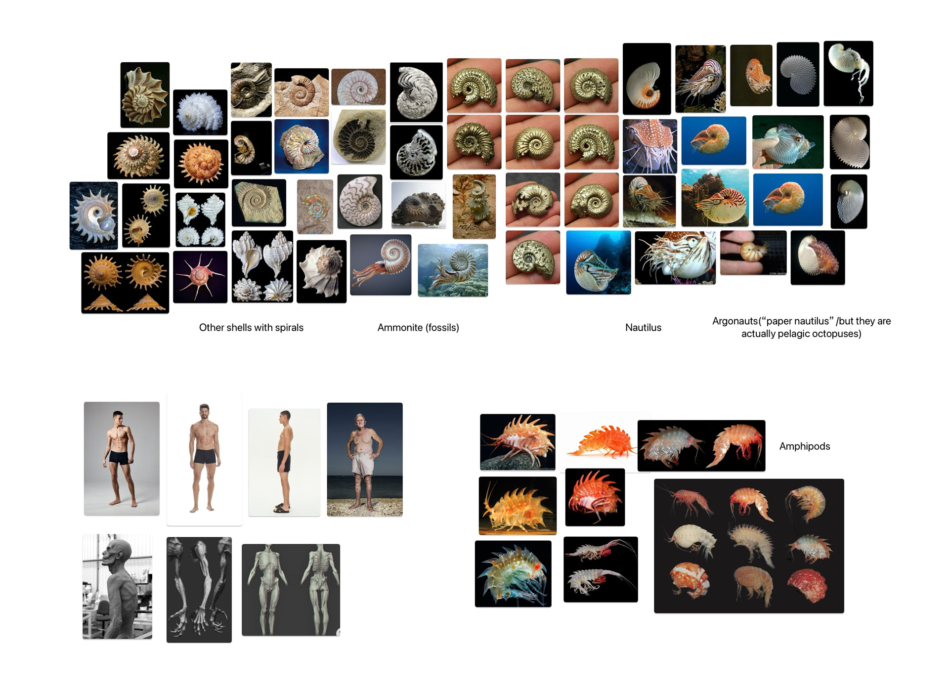 Moodboard (images were collected from the internet)