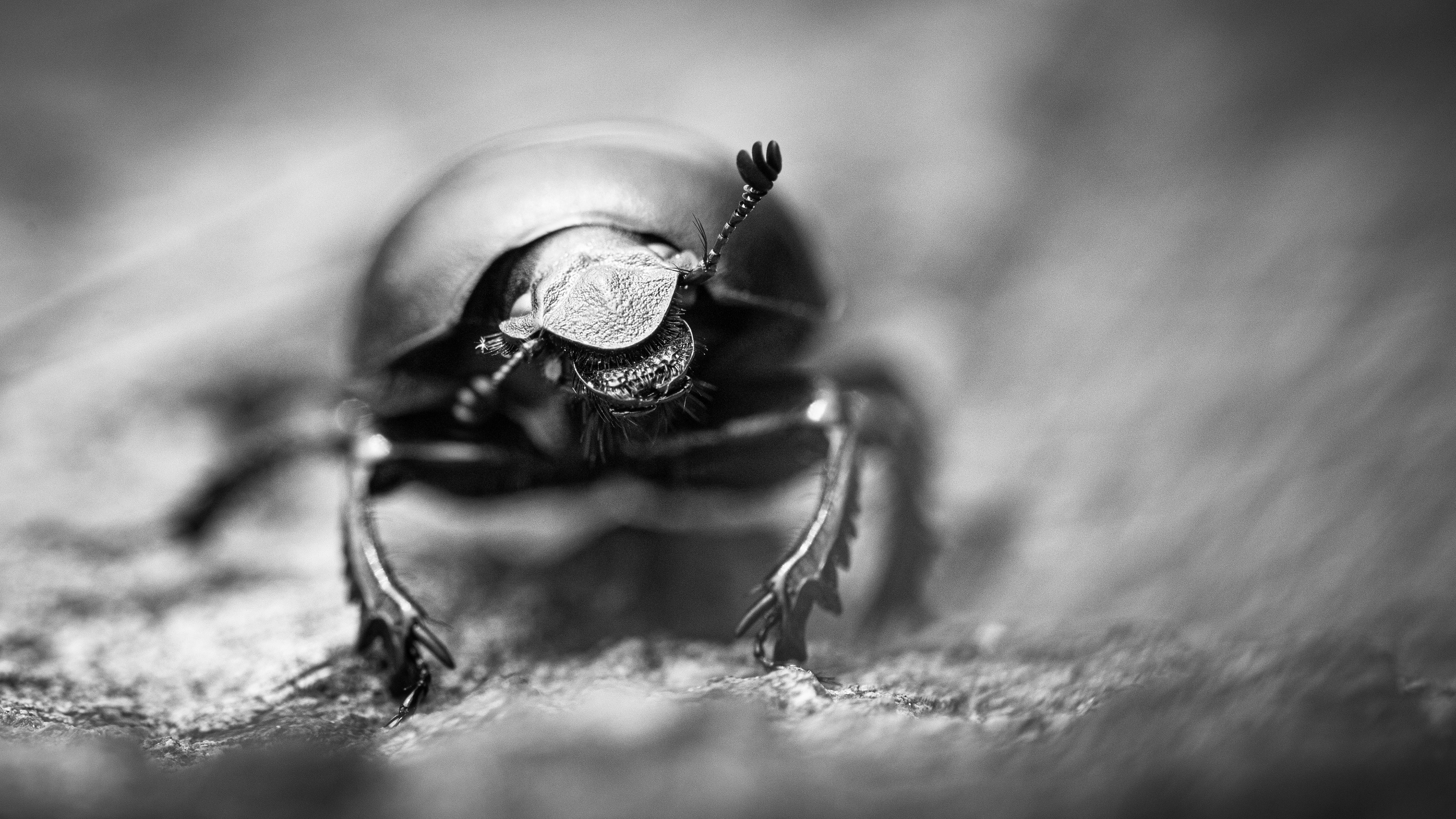 Geotrupes stercorarius