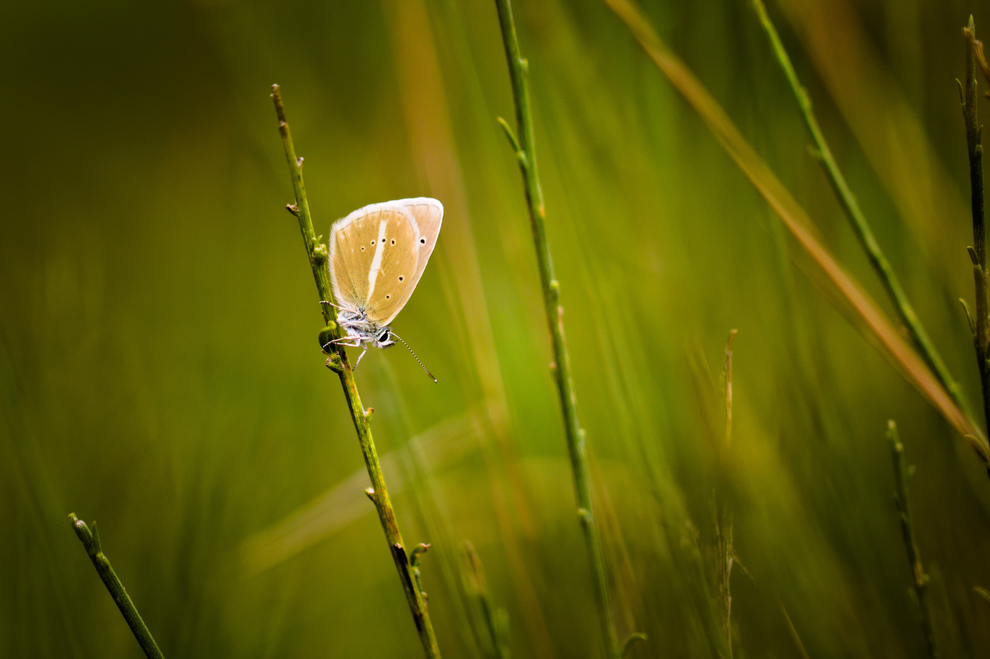 Polyommatus damon