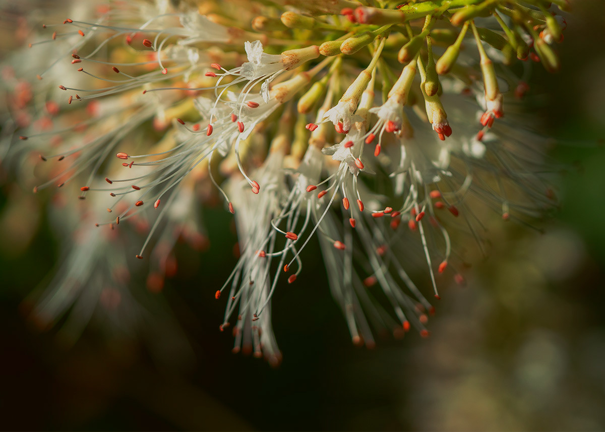 Buckeye Anthers