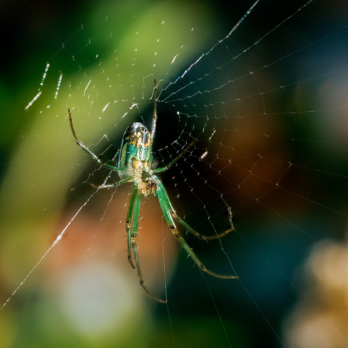 Spider