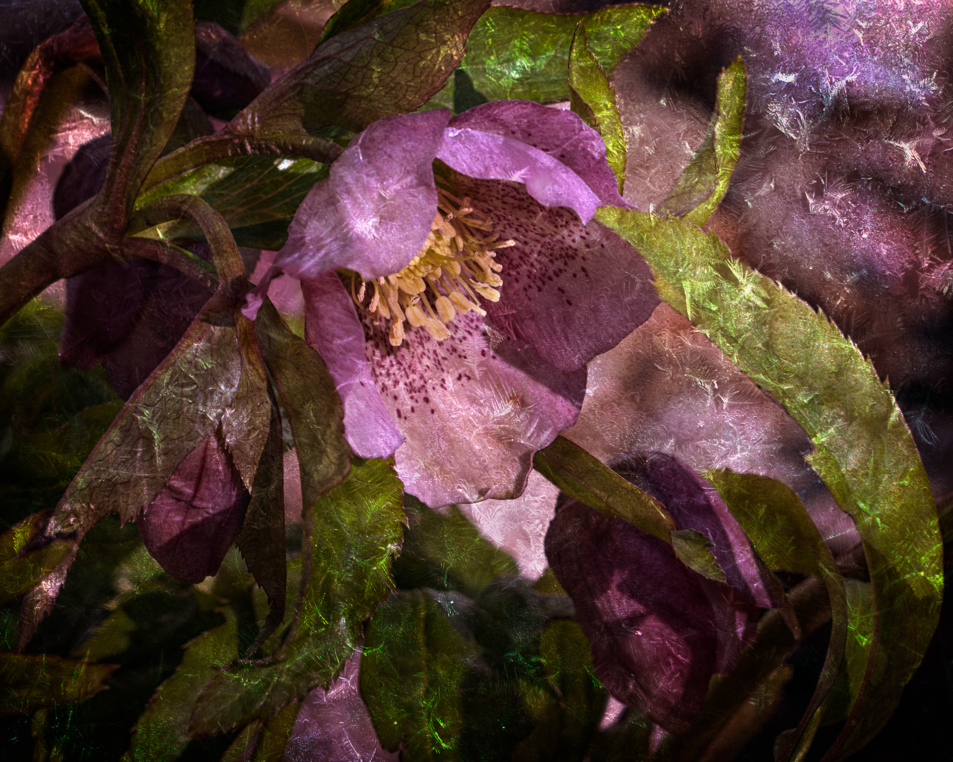 Hellebore