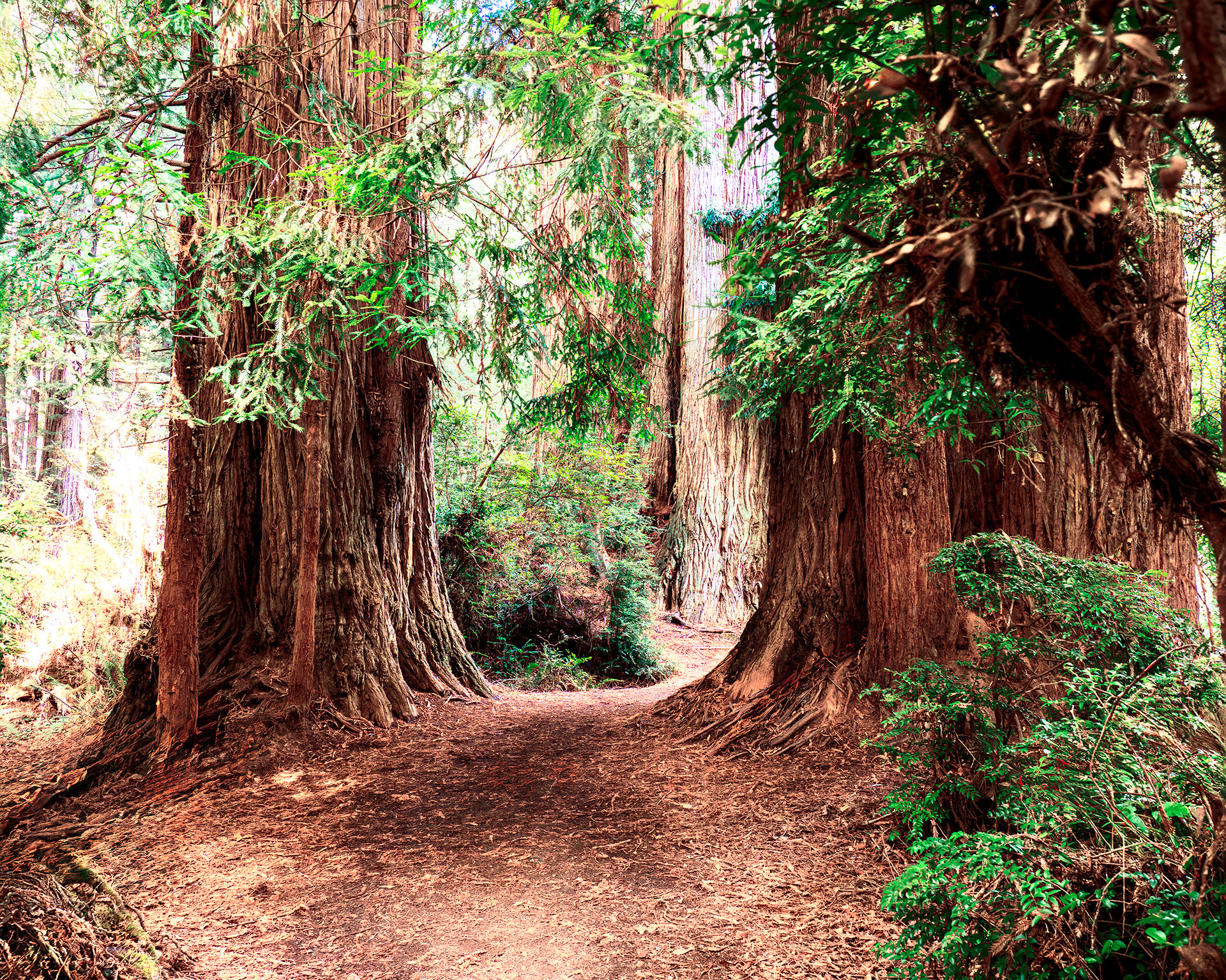 Coastal Redwoods