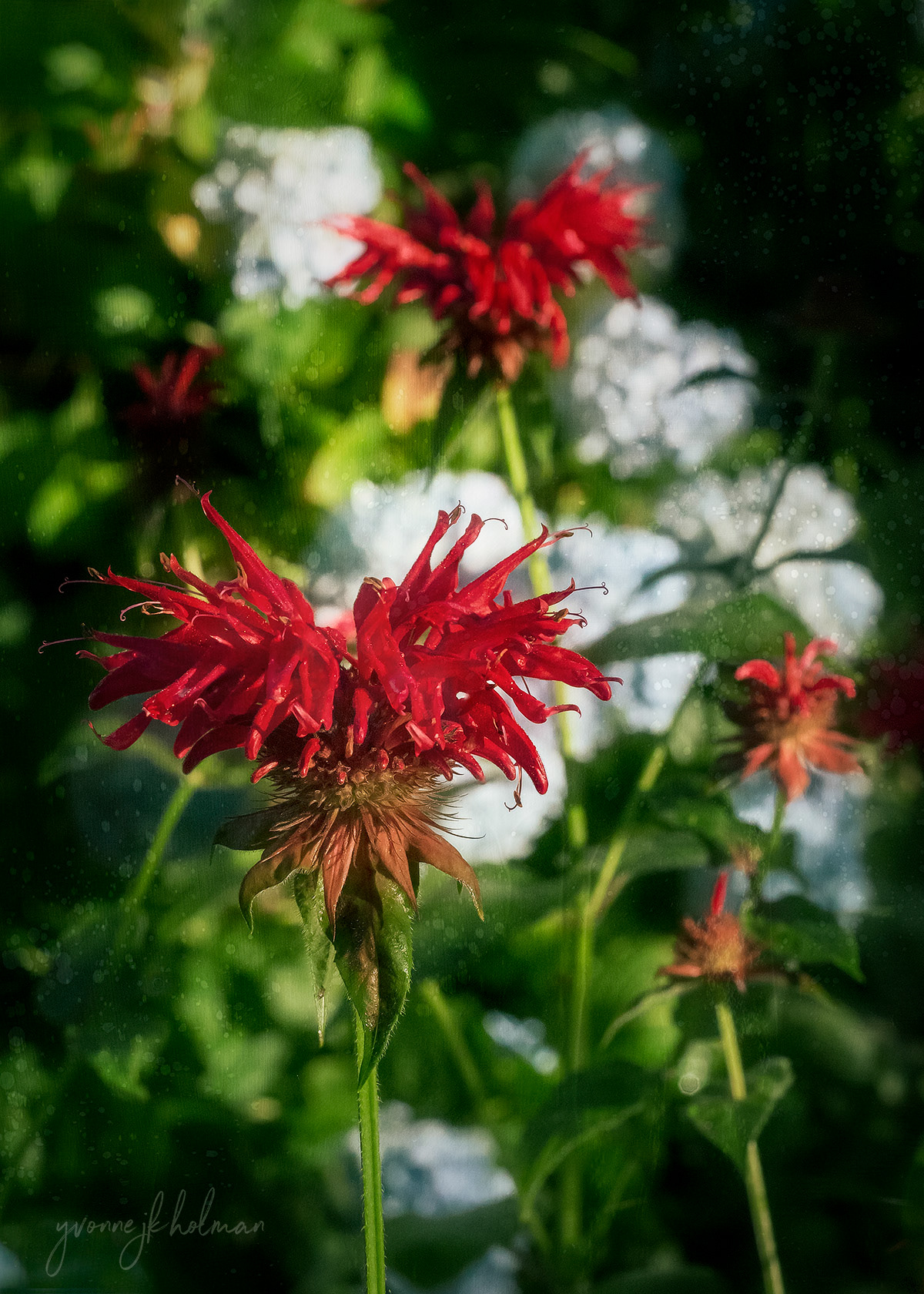 Bergamot