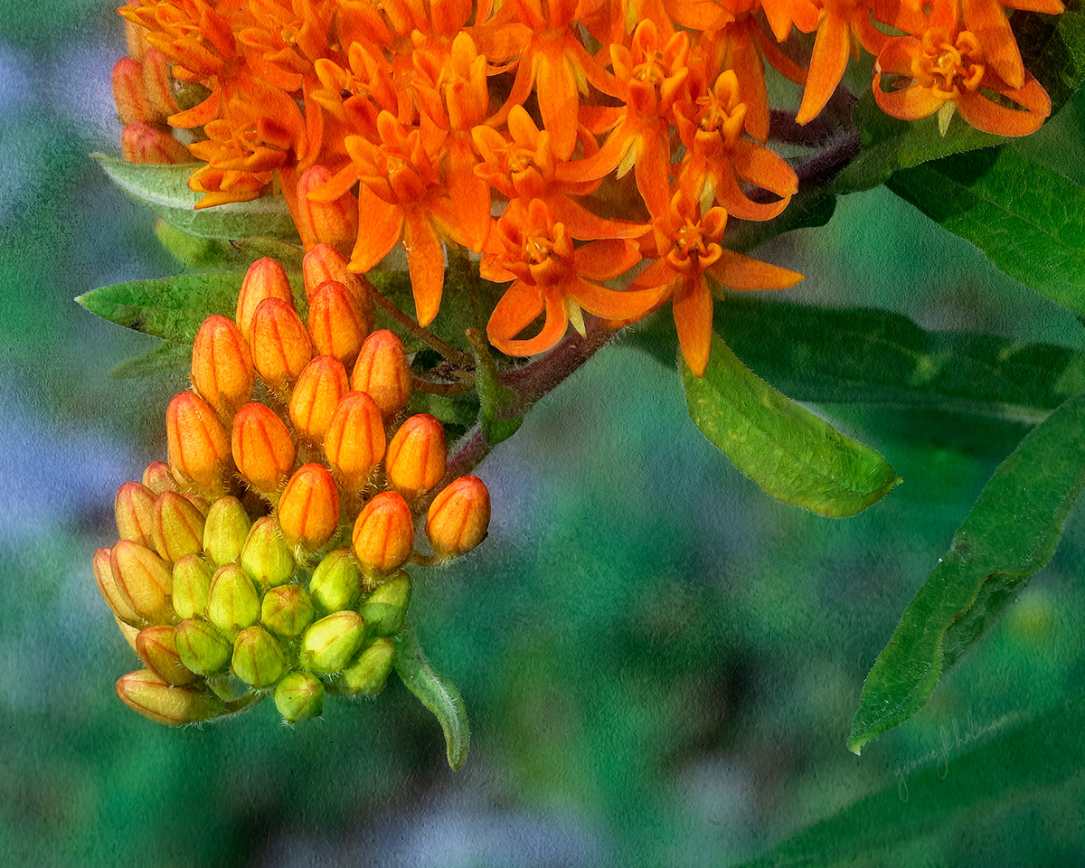 Milkweed