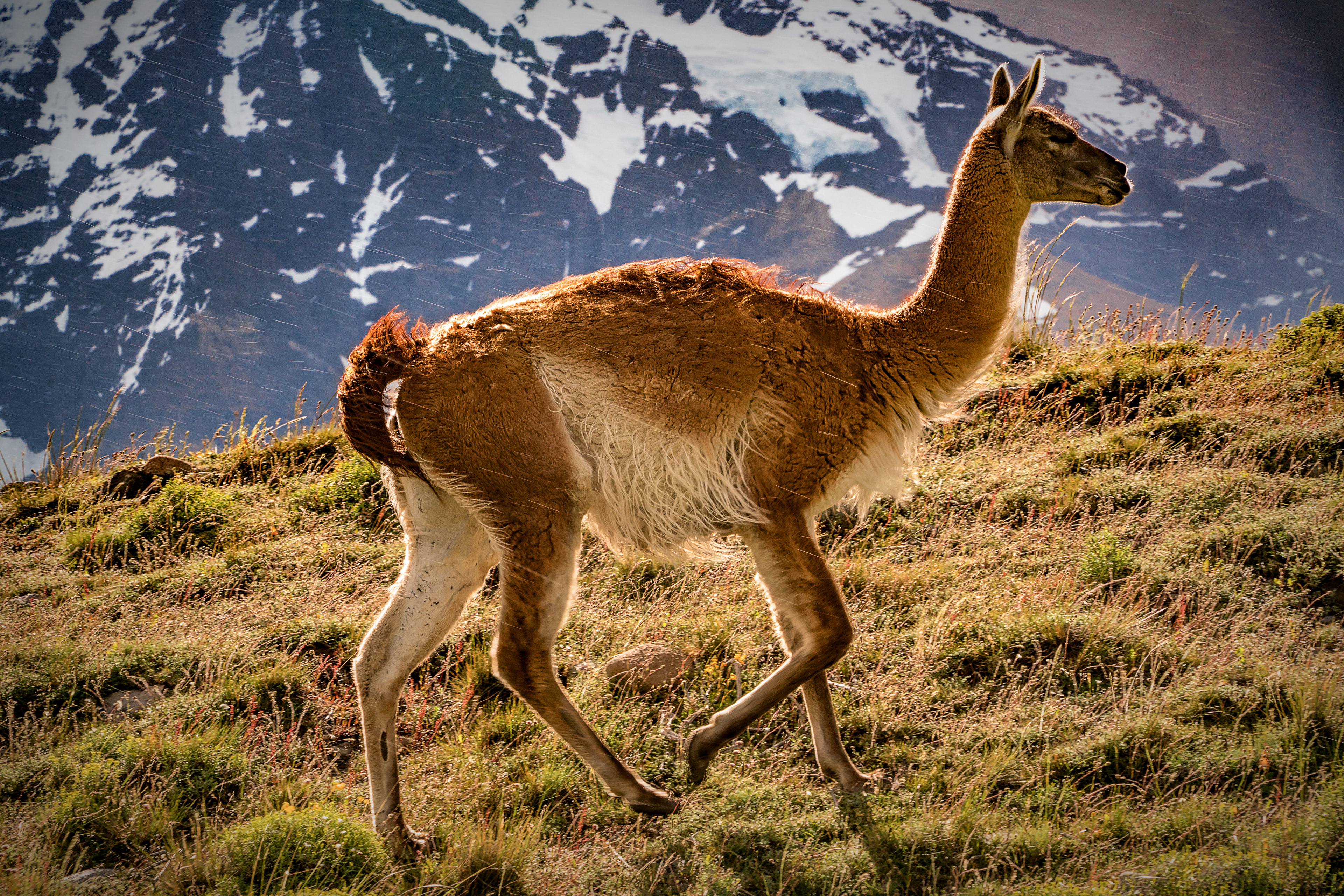 Guanaco