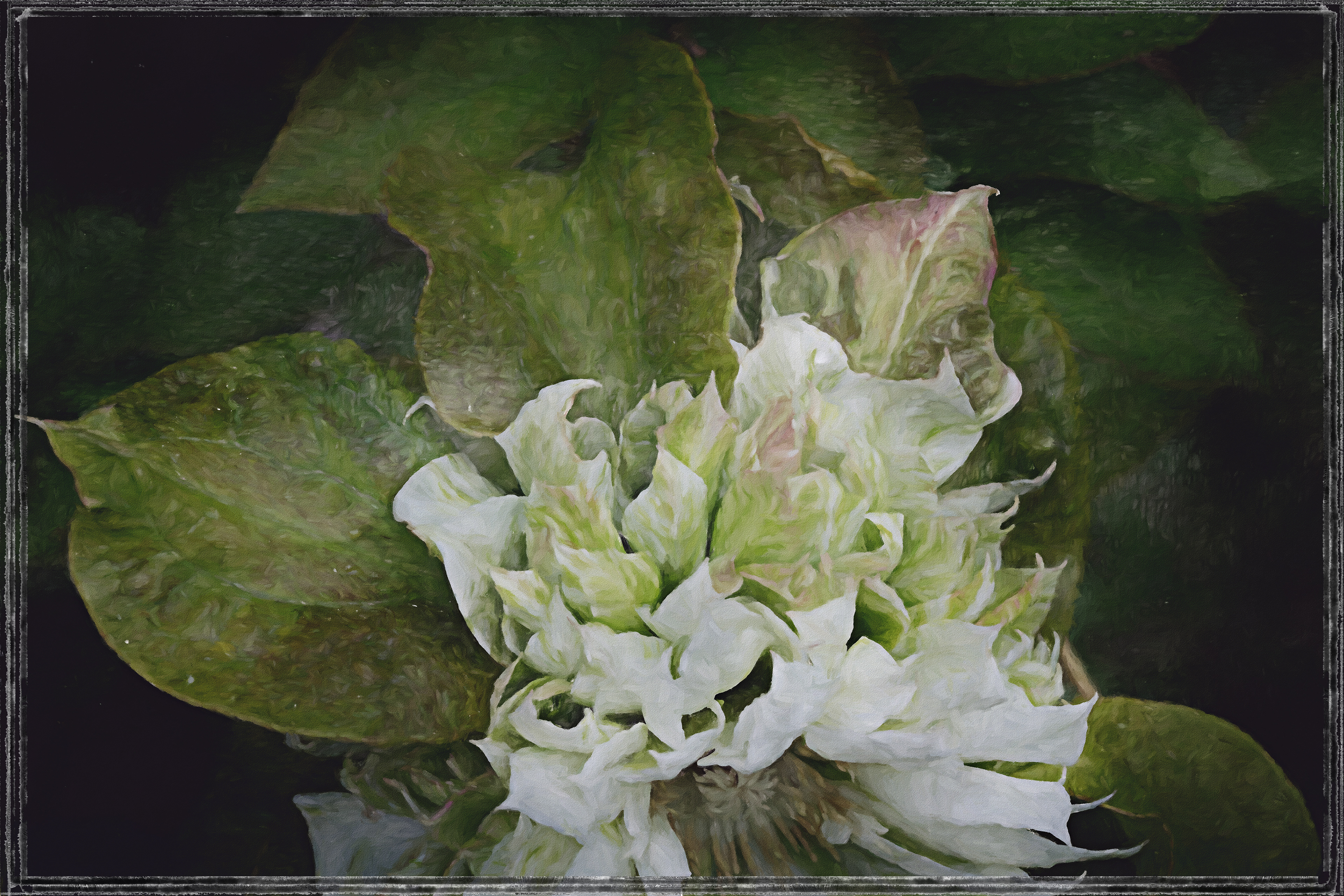 White Clematis