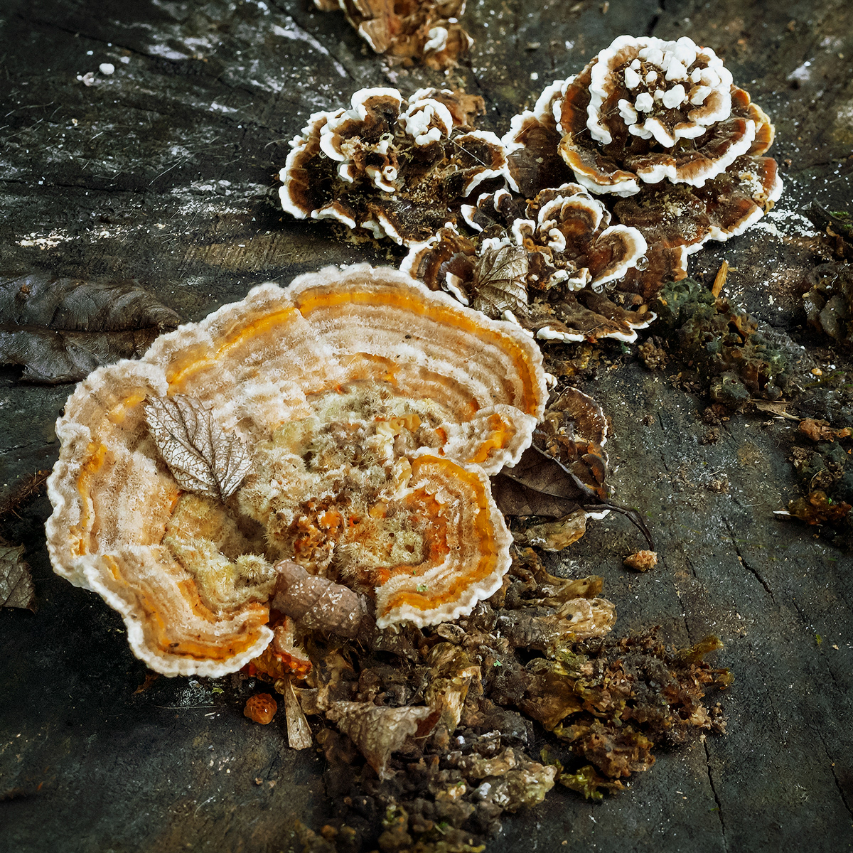 Fungi
