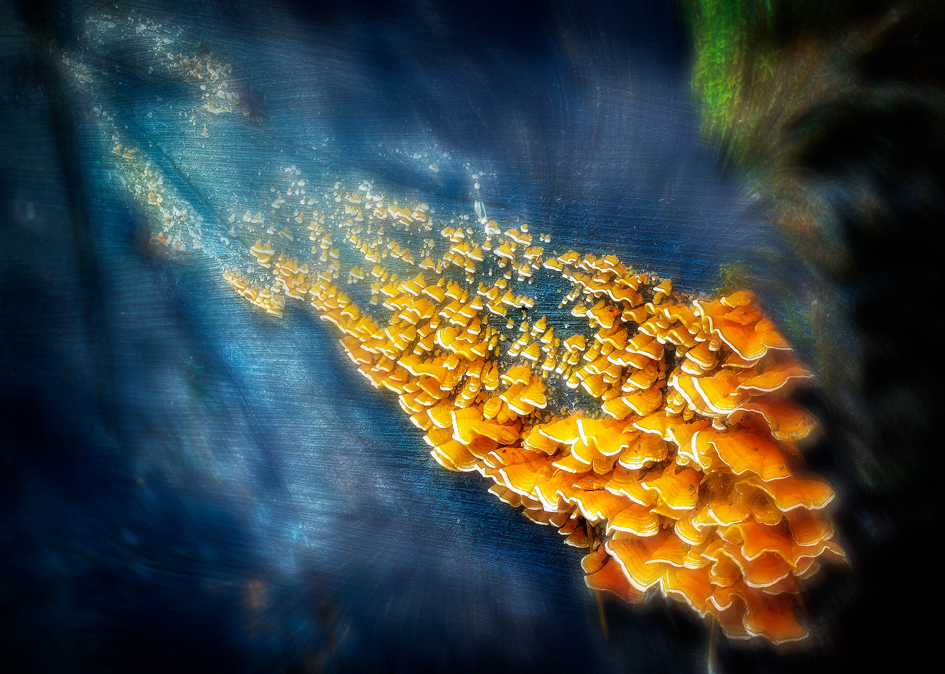 Fungi on Blue Log