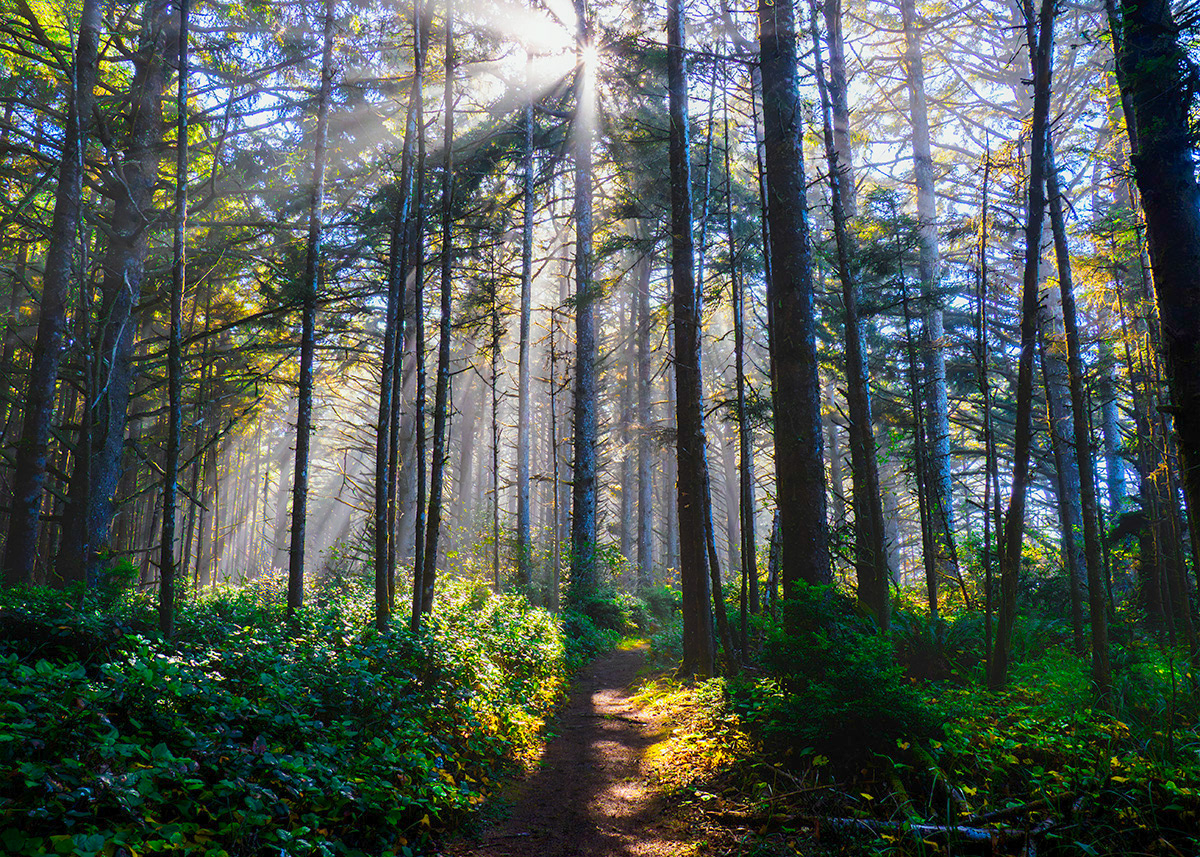 Walk in Forest Light