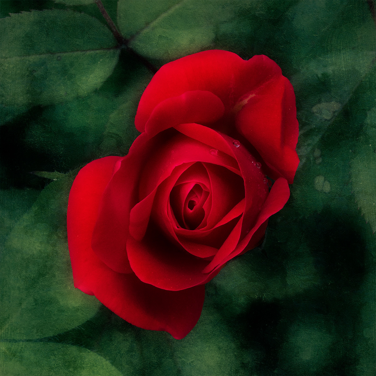 Oh So Red