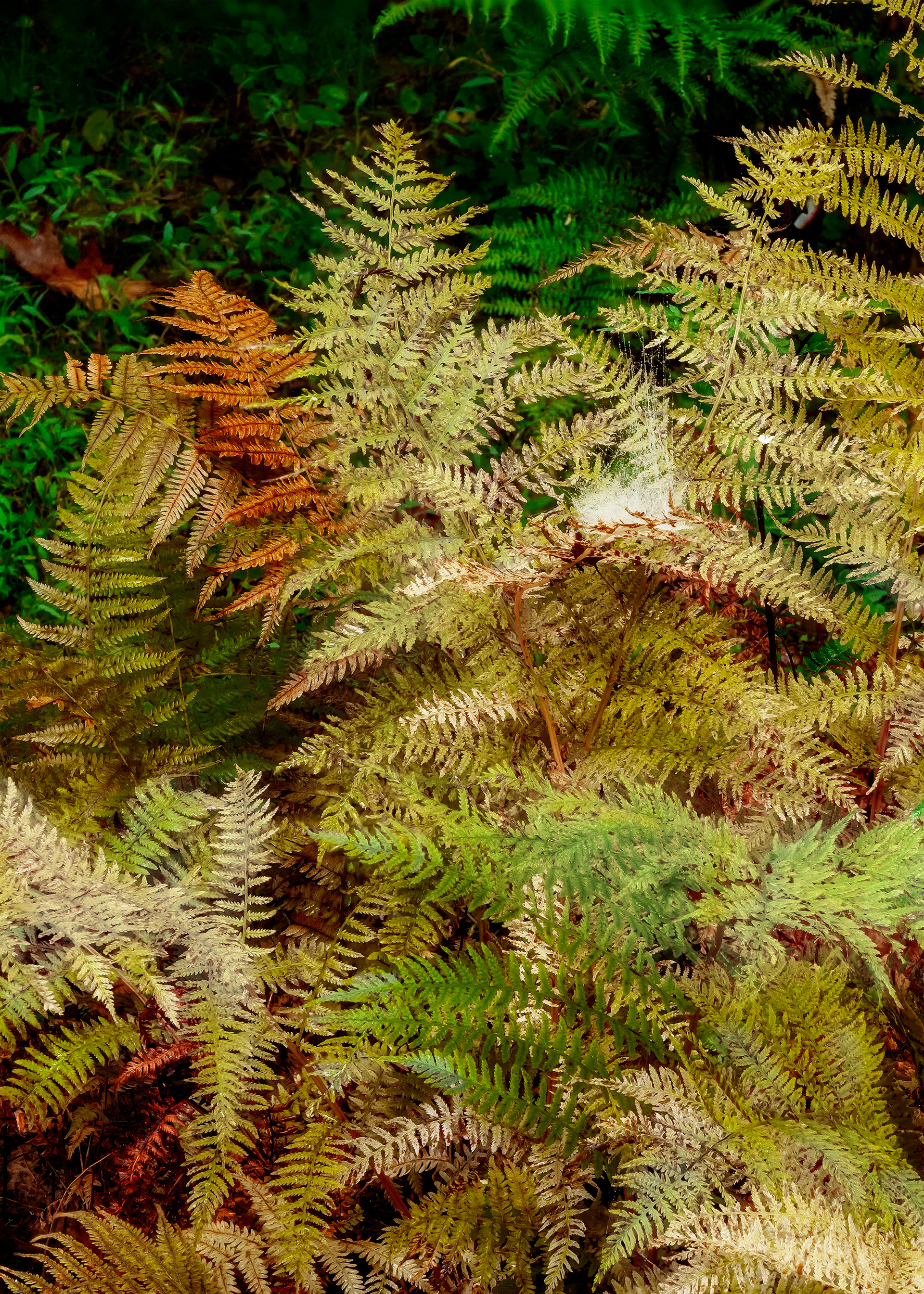 Autumn Ferns