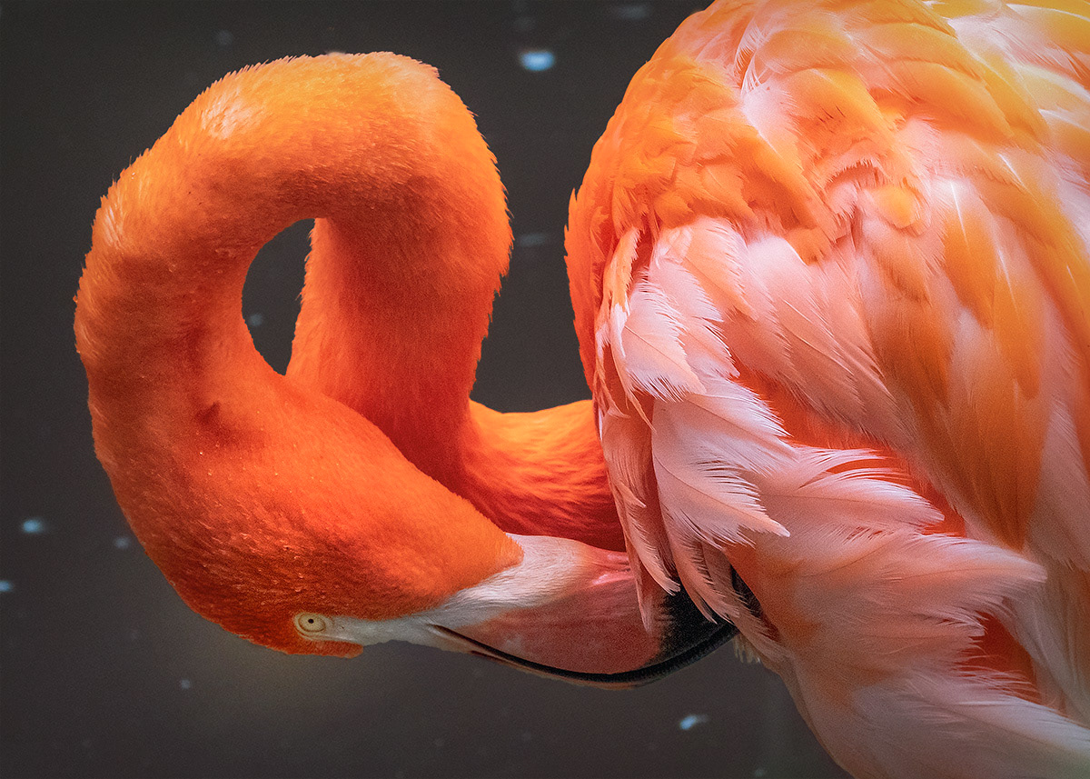 Flamingo 1