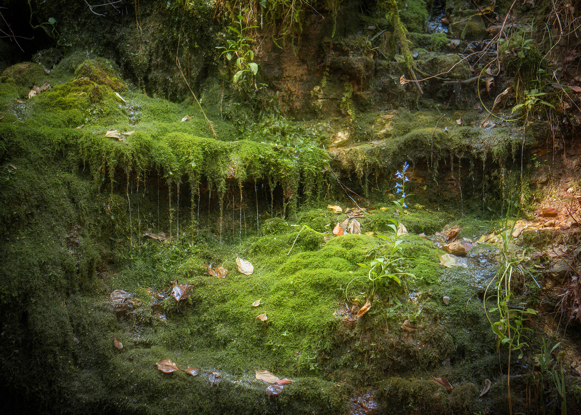 Mossy Cave