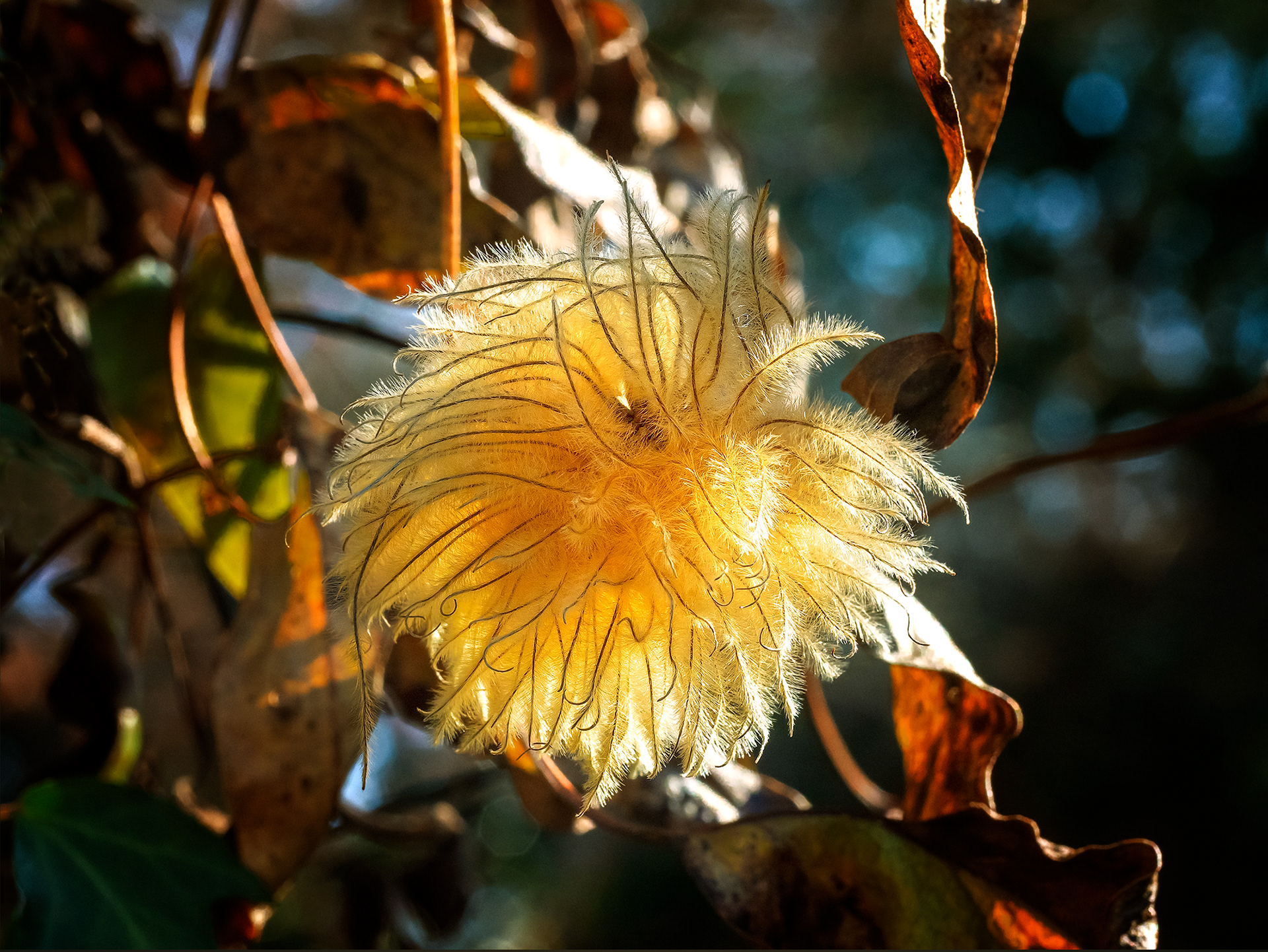 Puffy Seed Pod