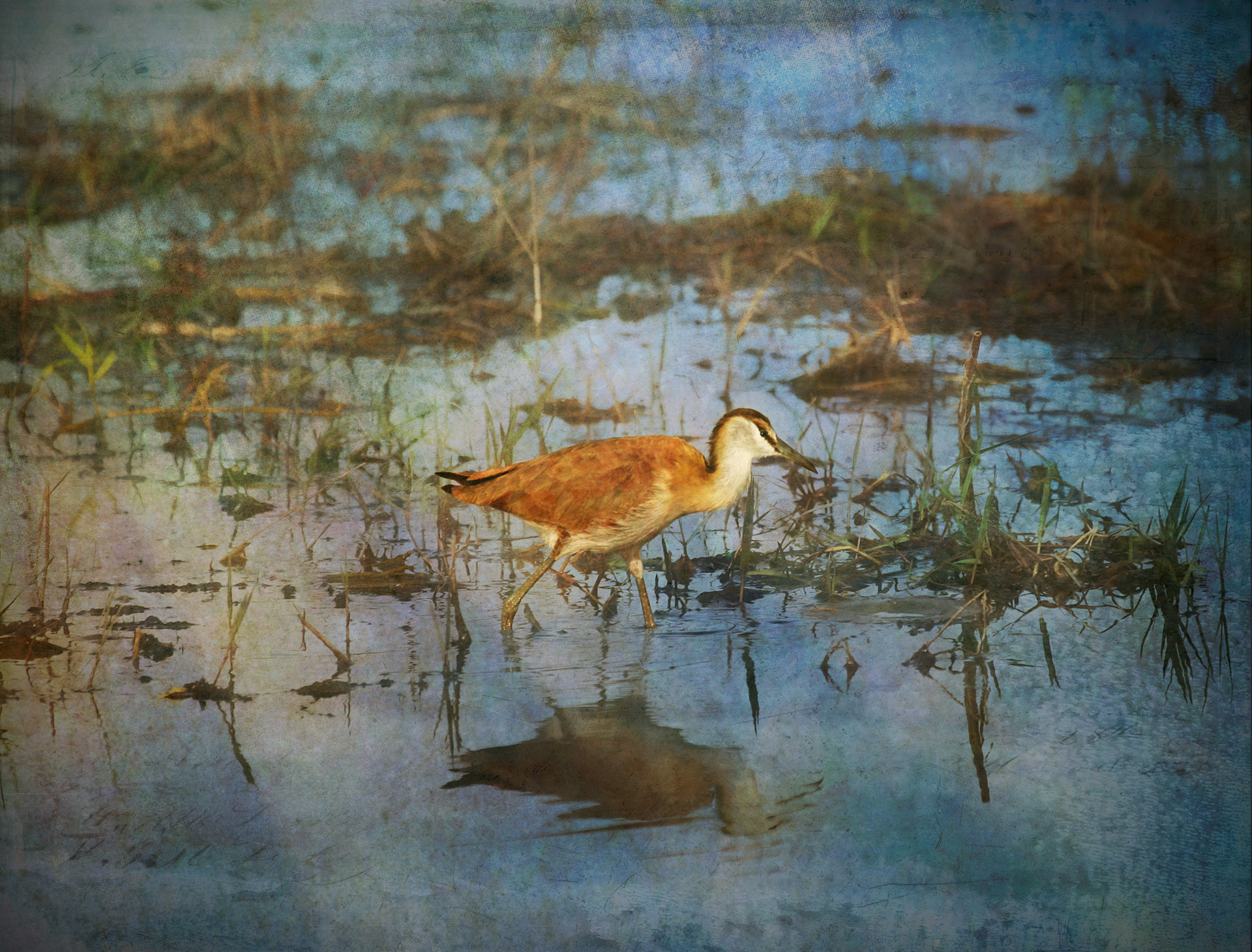 Jacana