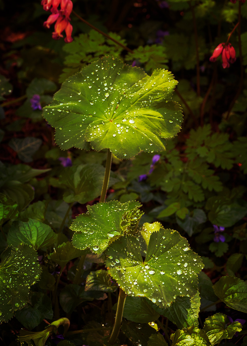 Lady's Mantle