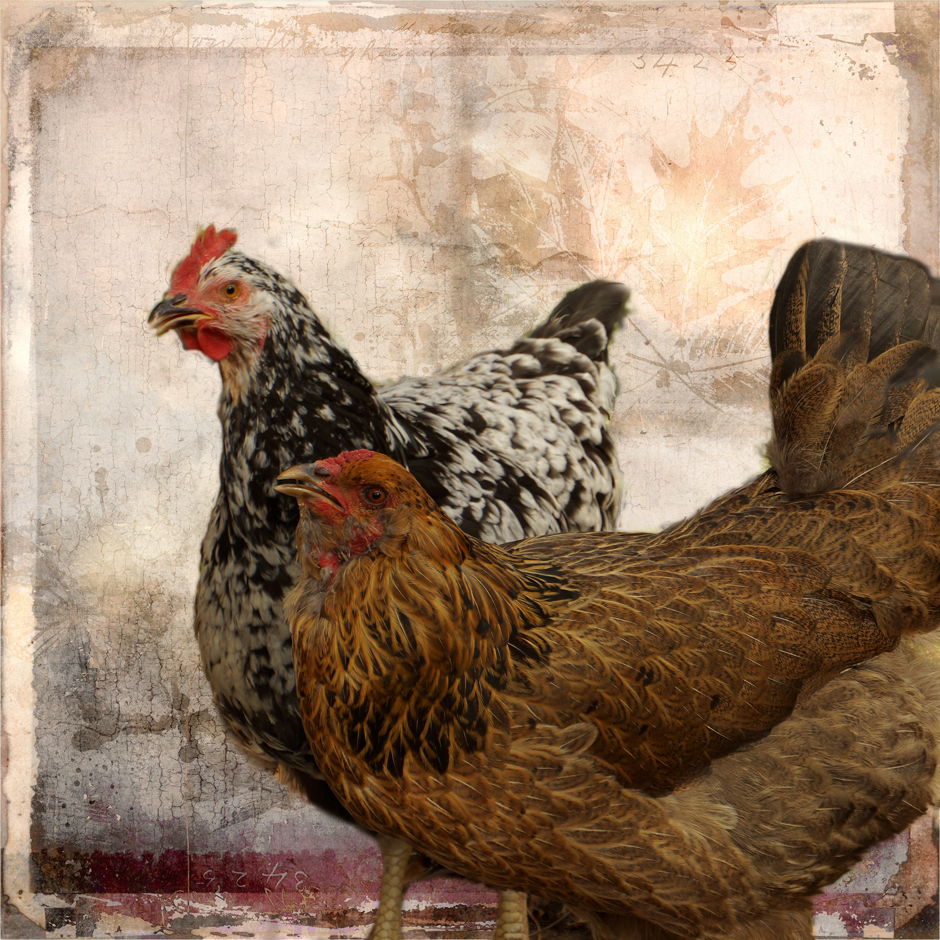 Two Hens