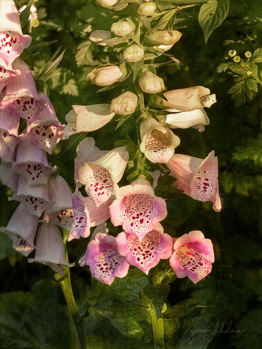 Foxgloves