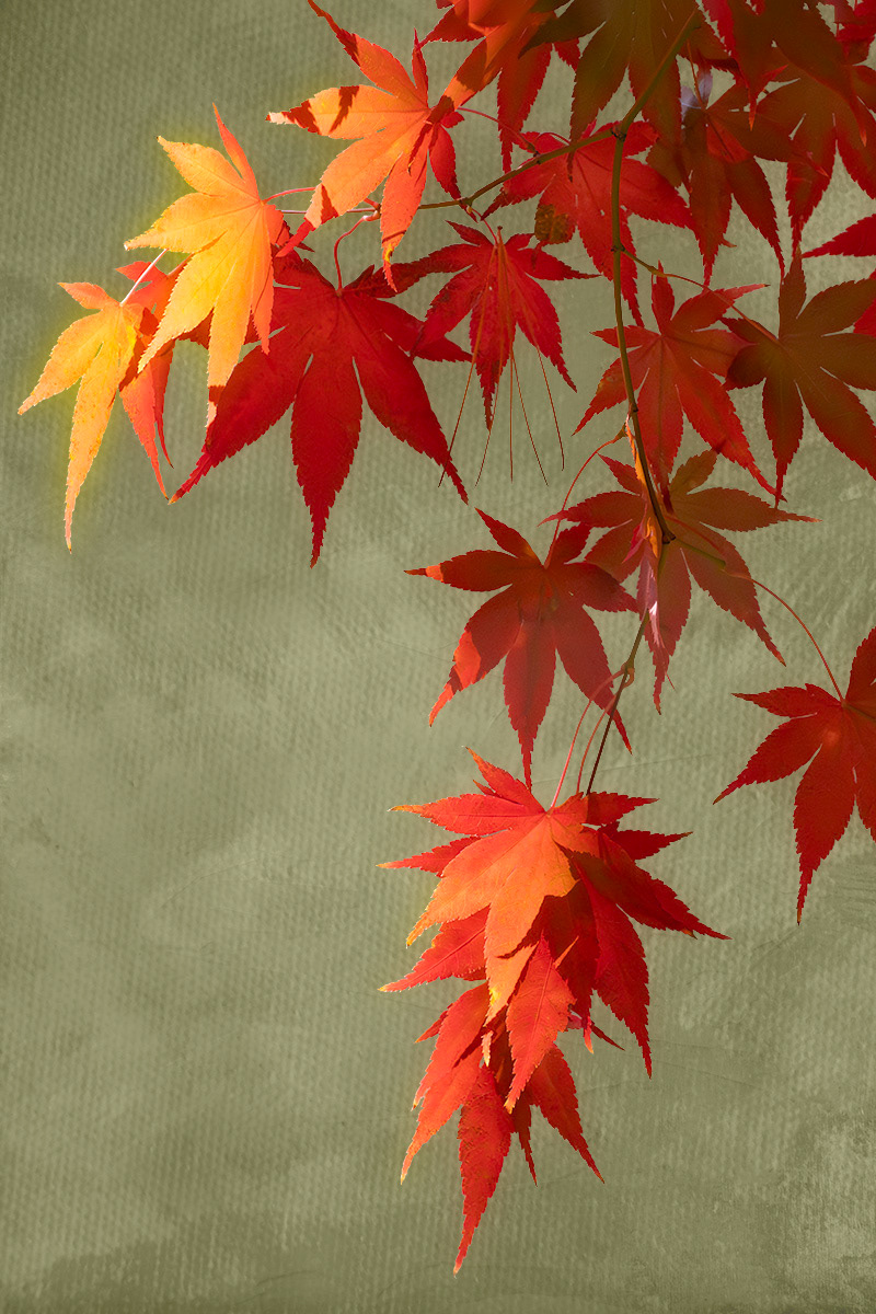 Red Maple Fall