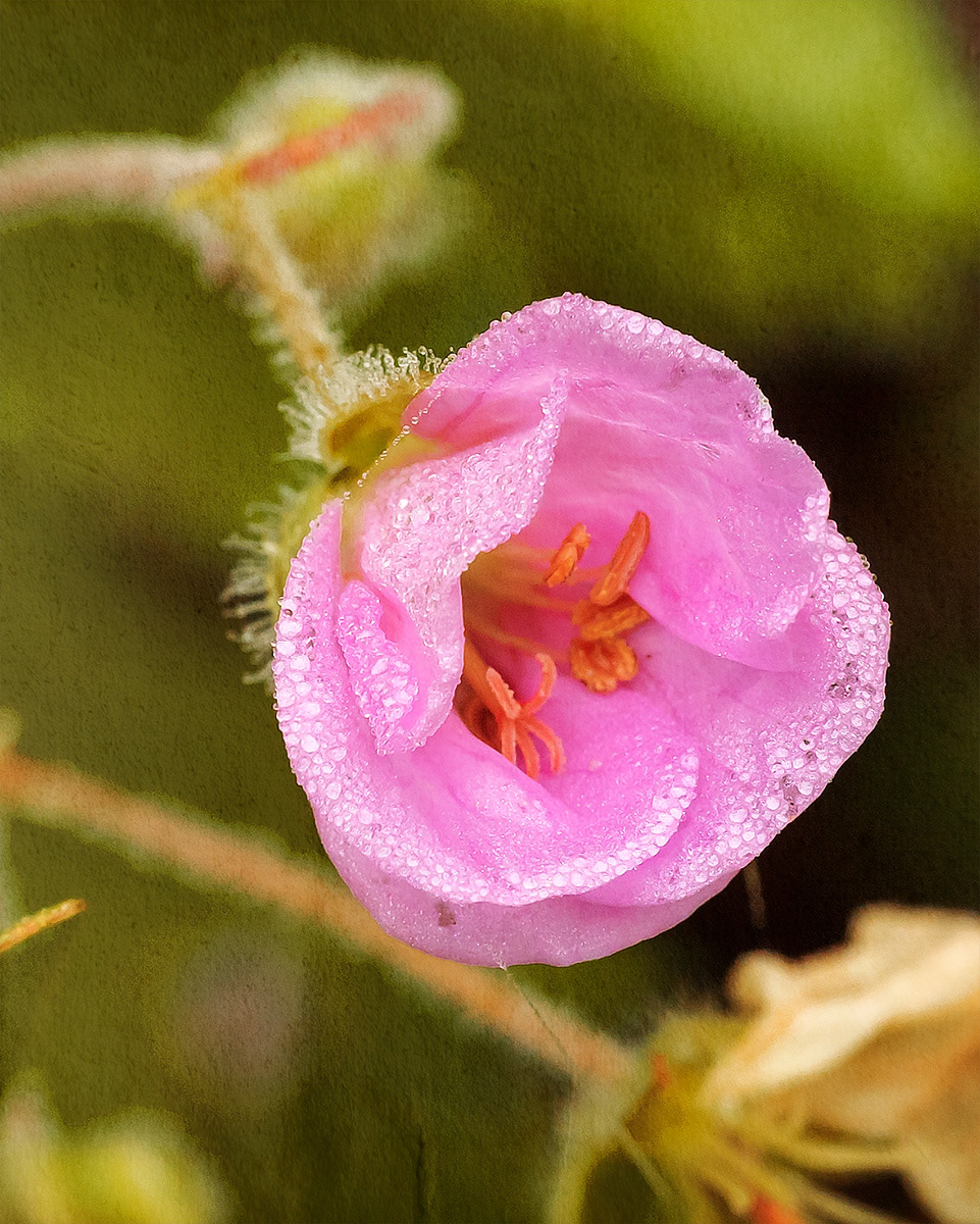 Pink Geranium