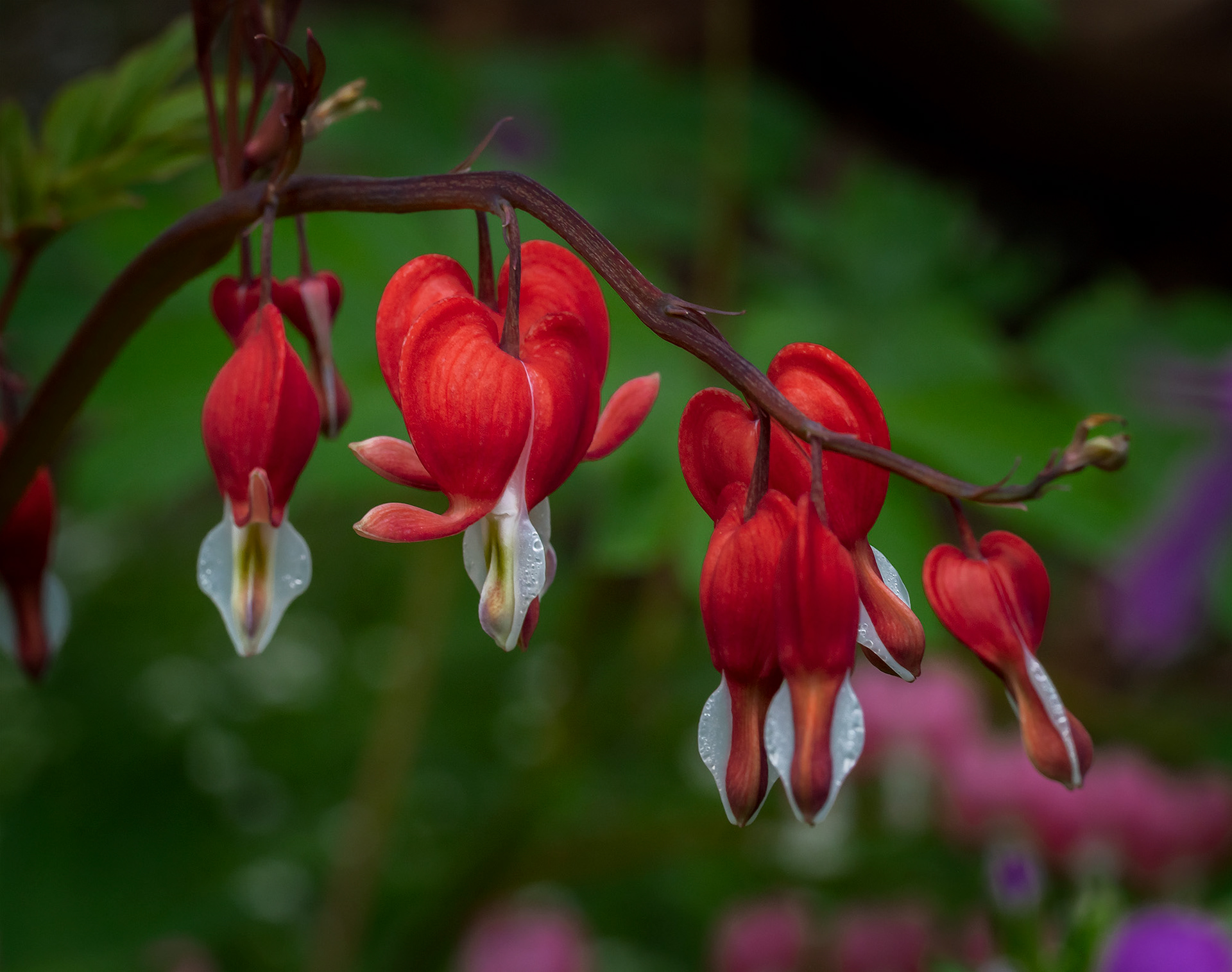 Bleeding Heart