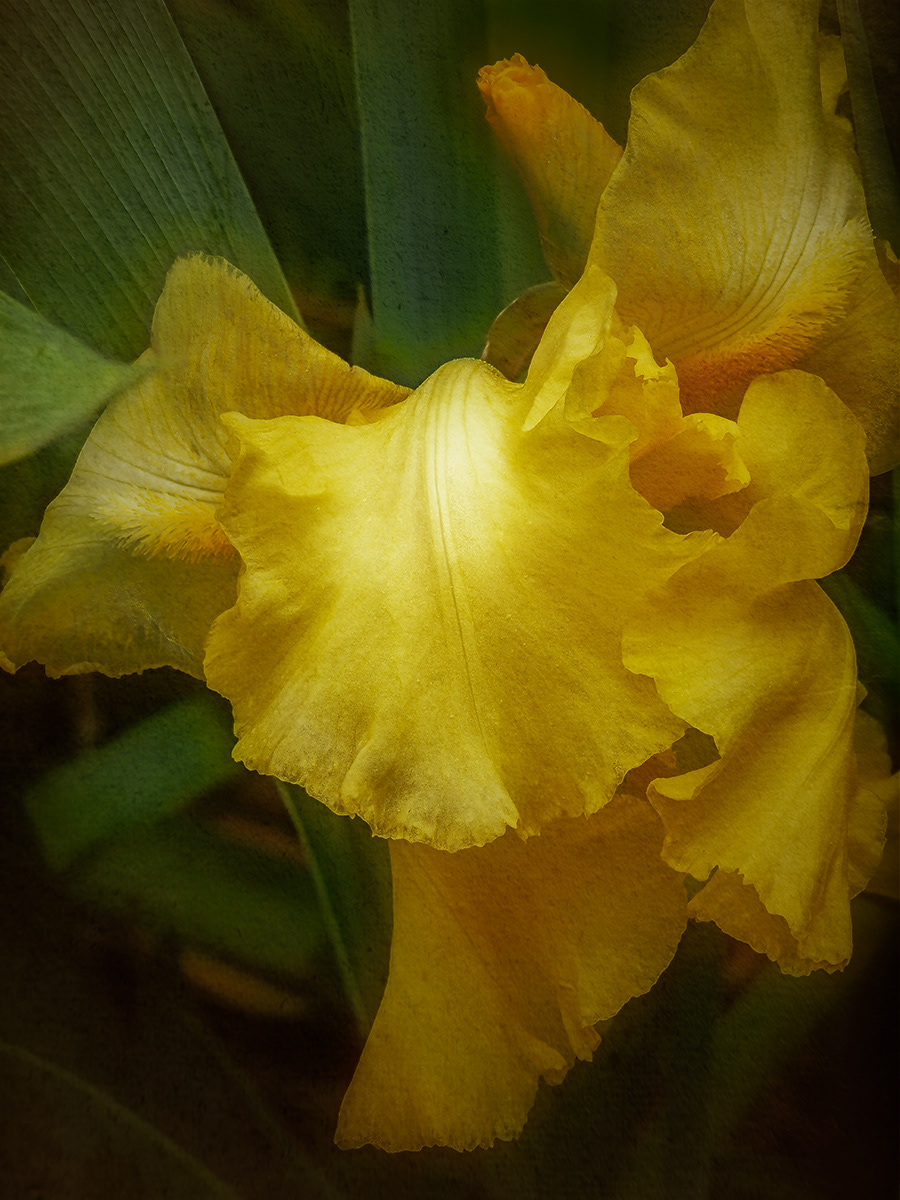 Yellow Iris